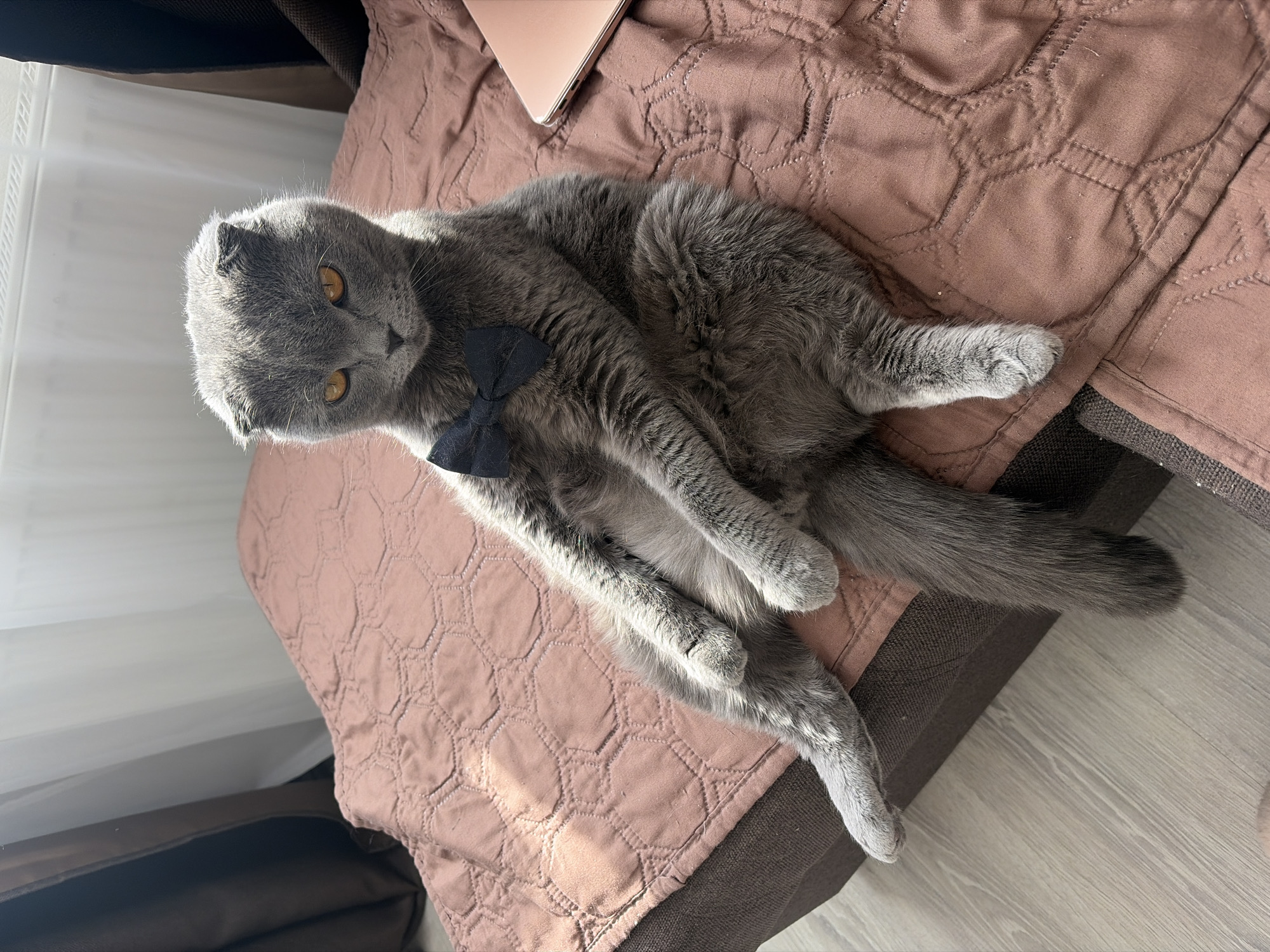 A grey Scottish Fold cat is prominently featured in this image, lying on a brown quilted blanket. The cat has soft grey fur, distinctive folded ears, and striking amber-yellow eyes, which are directed straight at the viewer. It wears a small black bow tie around its neck, adding a touch of formality.
The cat is in a relaxed, reclined position, with its paws and tail visible. Bright, natural sunlight streams in from the left side of the frame, illuminating parts of the cat's fur and the blanket, suggesting it is daytime. In the upper right background, a light-colored, possibly rose gold, laptop is partially visible on the blanket. White curtains or blinds can be seen on the far left, indicating the presence of a window. The floor visible in the lower right is made of light-colored wood planks. The scene takes place indoors, likely within a home in Saint Petersburg, Russia, offering a cozy and calm atmosphere. There is no visible text in the media.