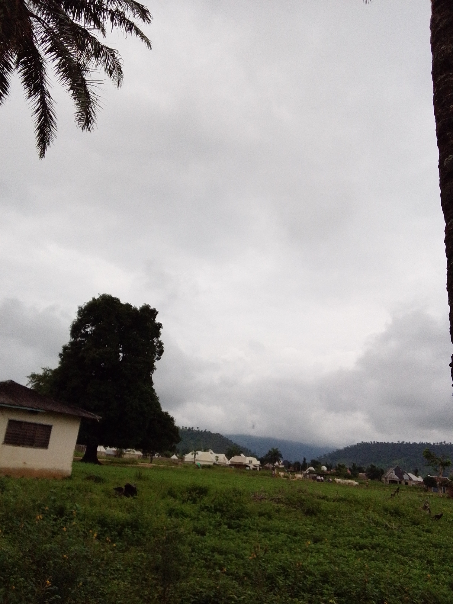 In the city of Serti, Nigeria, under a cloudy sky, a rural scene unfolds. In the foreground, a lush green field stretches out, dotted with yellow flowers and a dark, indistinct shape. To the left, a white building with a brown roof and a barred window stands, partially obscured by a large, dark tree. Beyond the building and tree, a collection of white, dome-like structures and other buildings are visible in the middle ground, suggesting a small settlement or village. Several people are present near these structures, some appearing to be tending to animals, possibly goats. In the background, a lush green hill forms the horizon, its contours softened by the overcast weather. The overall impression is one of a serene, everyday life in a Nigerian village.