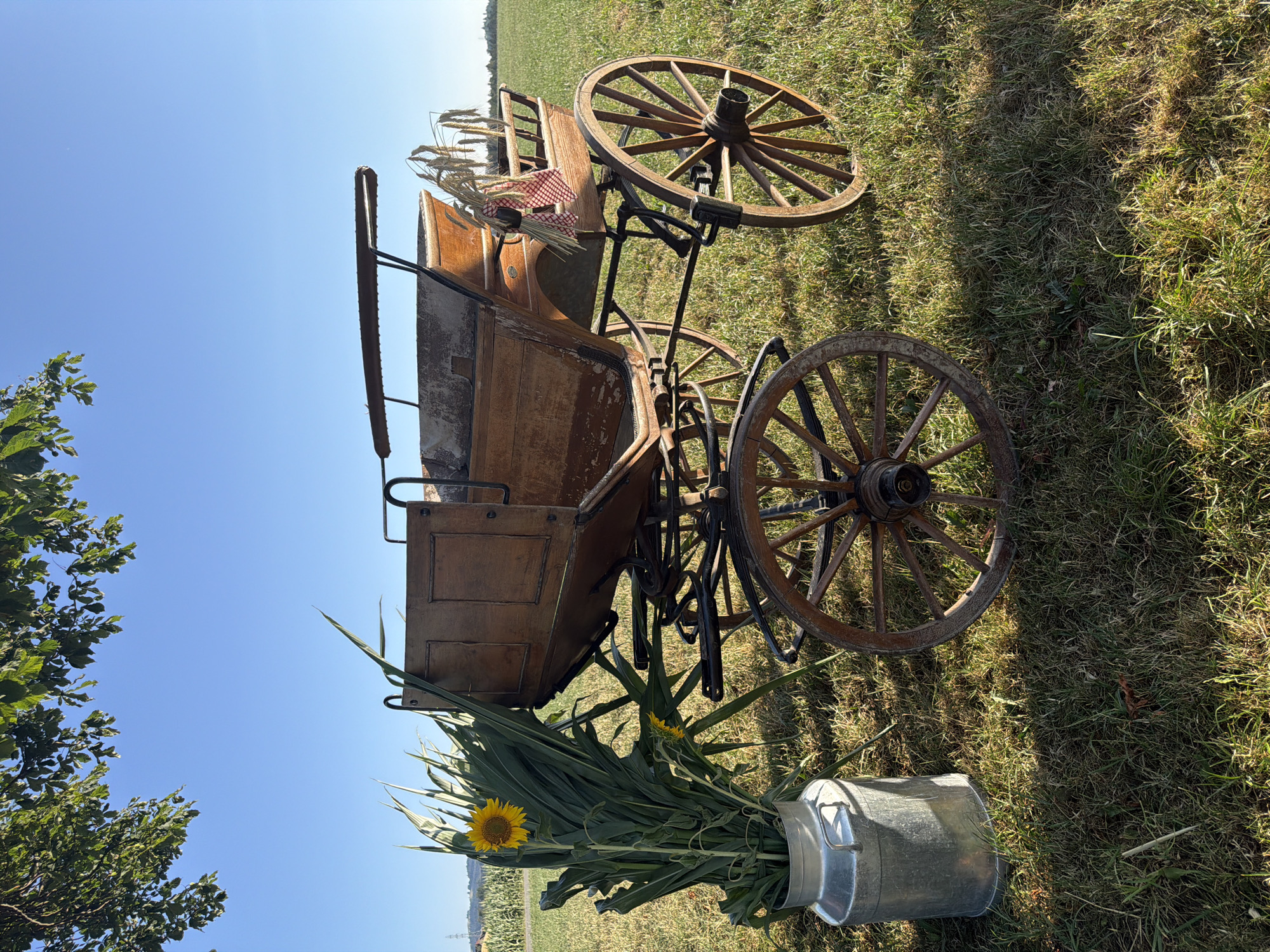 The image depicts an antique wooden horse-drawn carriage positioned in a grassy field under a clear blue sky. A large sunflower and stalks of corn are placed in a silver milk can to the left of the carriage. The carriage has large wooden spoked wheels and appears to be an open-top model with wooden seating and a fabric canopy. A red and white checkered ribbon is tied to a bundle of wheat stalks on the back of the carriage. The background shows a green field with some distant trees and a faint horizon line. The sun is casting shadows on the grass, indicating it is likely daytime. This scene is located in Ufhusen, Switzerland. There are no people visible in the image.