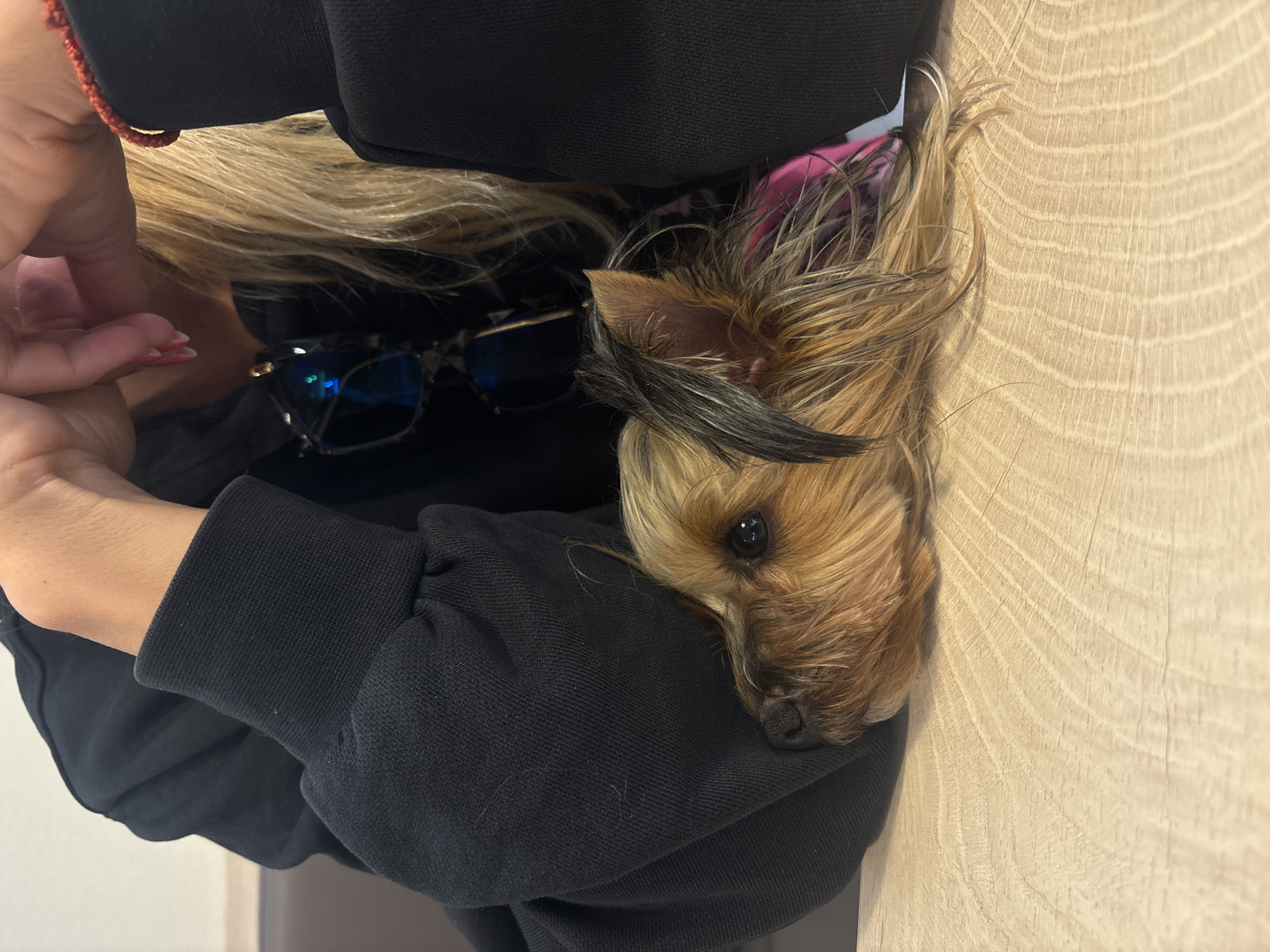 A tan and black Yorkshire terrier lies nestled in the crook of an individual's arm, who is wearing a black sweatshirt. The individual has blond hair and is wearing blue sunglasses. A red bracelet is visible on their wrist. The background consists of a light-colored wooden surface, presumably a wall or paneling. The image appears to be taken indoors. There is no information to identify its location in Varna, Bulgaria.
