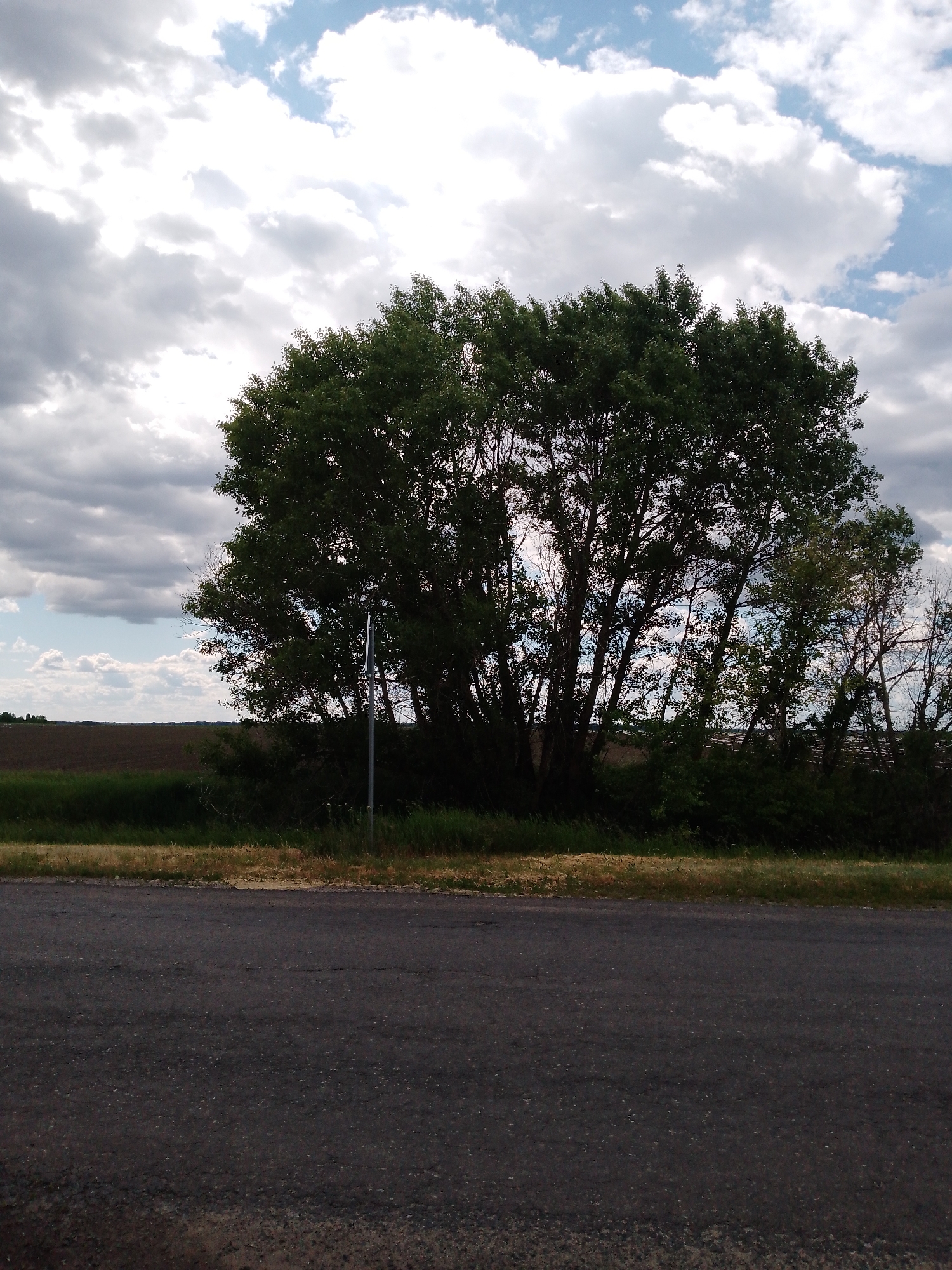 The image shows a rural road scene in Unknown, Unknown. An asphalt road dominates the foreground. Beyond the road is a grassy verge, followed by a thick line of trees with dense green foliage. A slender metal post is visible amongst the trees. In the background is a field under a cloudy sky. The sky has a mix of dark grey and white clouds.