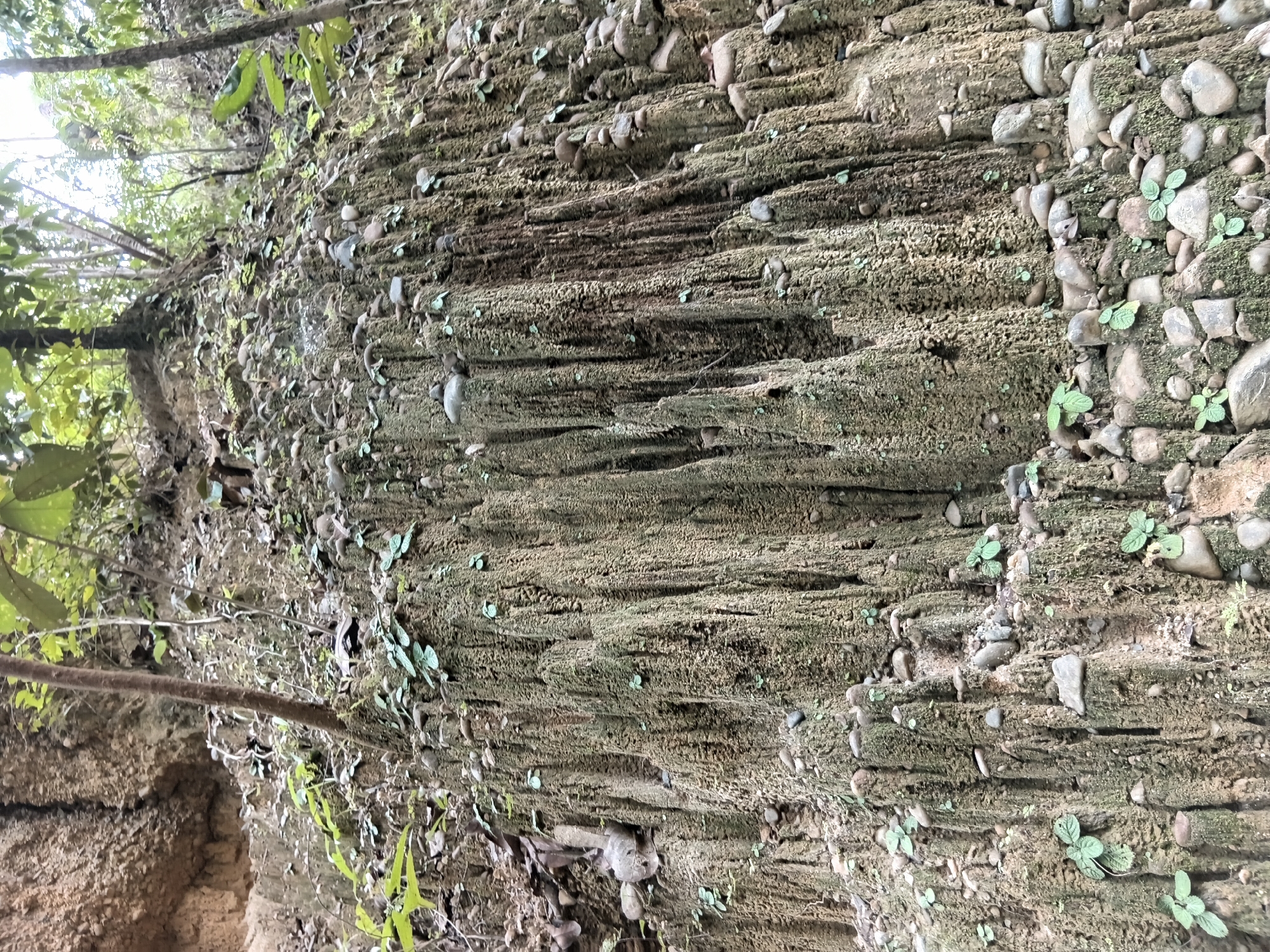 This is a detailed, forensic, matter-of-fact description of a scene in Santi Suk, Thailand. The image displays a steep, eroded embankment covered in lush green vegetation and small, smooth pebbles. The embankment is composed of layered soil, with distinct vertical striations and formations suggesting the effects of erosion. Small plants with rounded leaves are growing in clusters on the soil, interspersed among the pebbles. The pebbles themselves vary in size and color, with some appearing grey, brown, and black. The overall impression is one of natural erosion in a forested environment, possibly a riverbank or a hillside. There are no people or man-made structures visible in the image. The lighting suggests an overcast or shaded environment, typical of a forest canopy.
