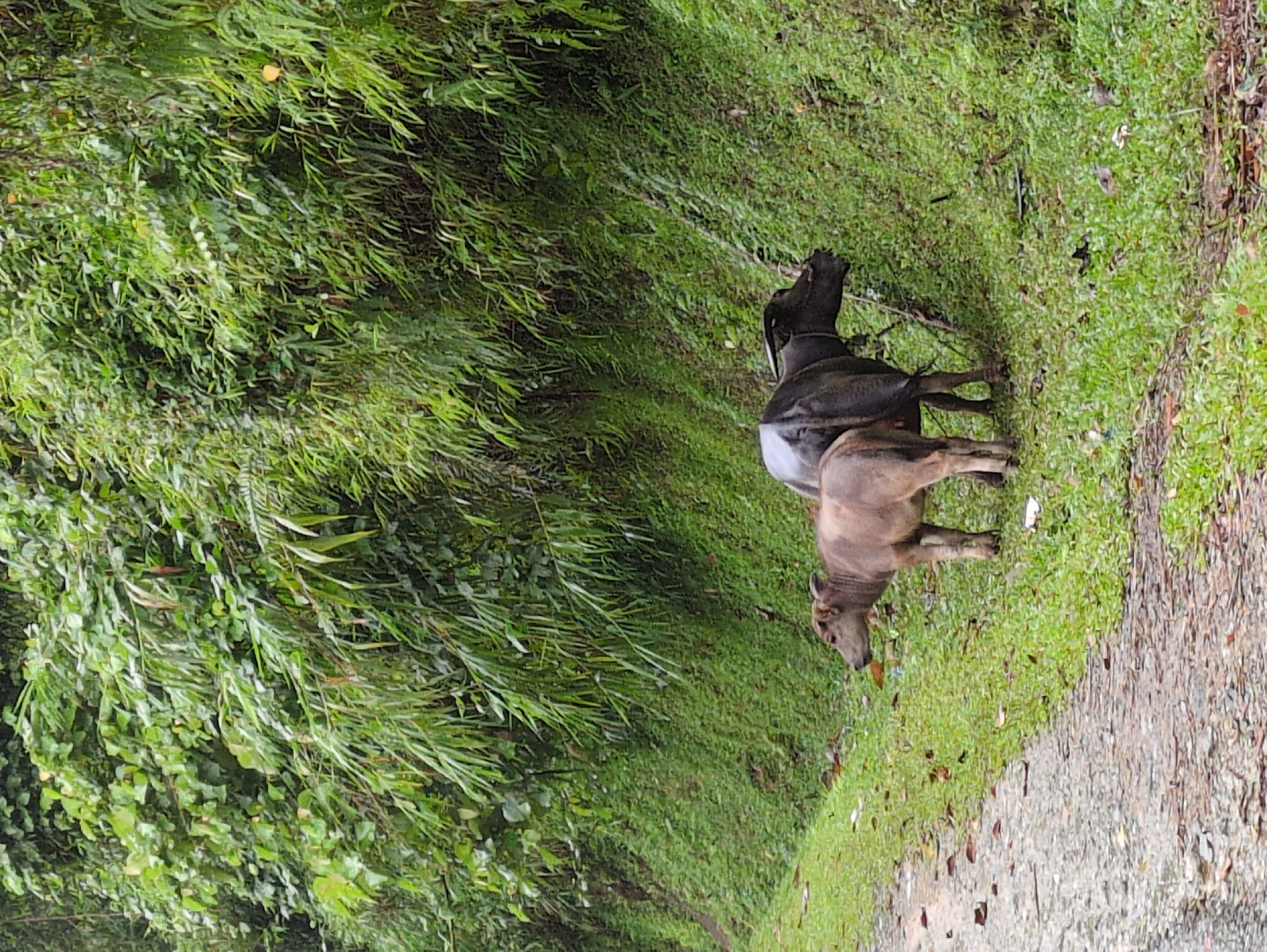 Two water buffalo, one adult and one calf, are standing on a grassy embankment next to a gravel road. The adult buffalo is dark gray and is positioned behind and to the right of the calf. The calf is lighter brown and is facing left, looking towards the road. The embankment is covered in dense green vegetation, with bamboo-like plants and other foliage growing on a steep incline behind the buffalo. The road in the foreground is covered with small stones and scattered brown leaves. The scene appears to be in a rural, natural setting, consistent with Mậu Duệ Commune, Vietnam, which is known for its mountainous terrain and agricultural landscapes.