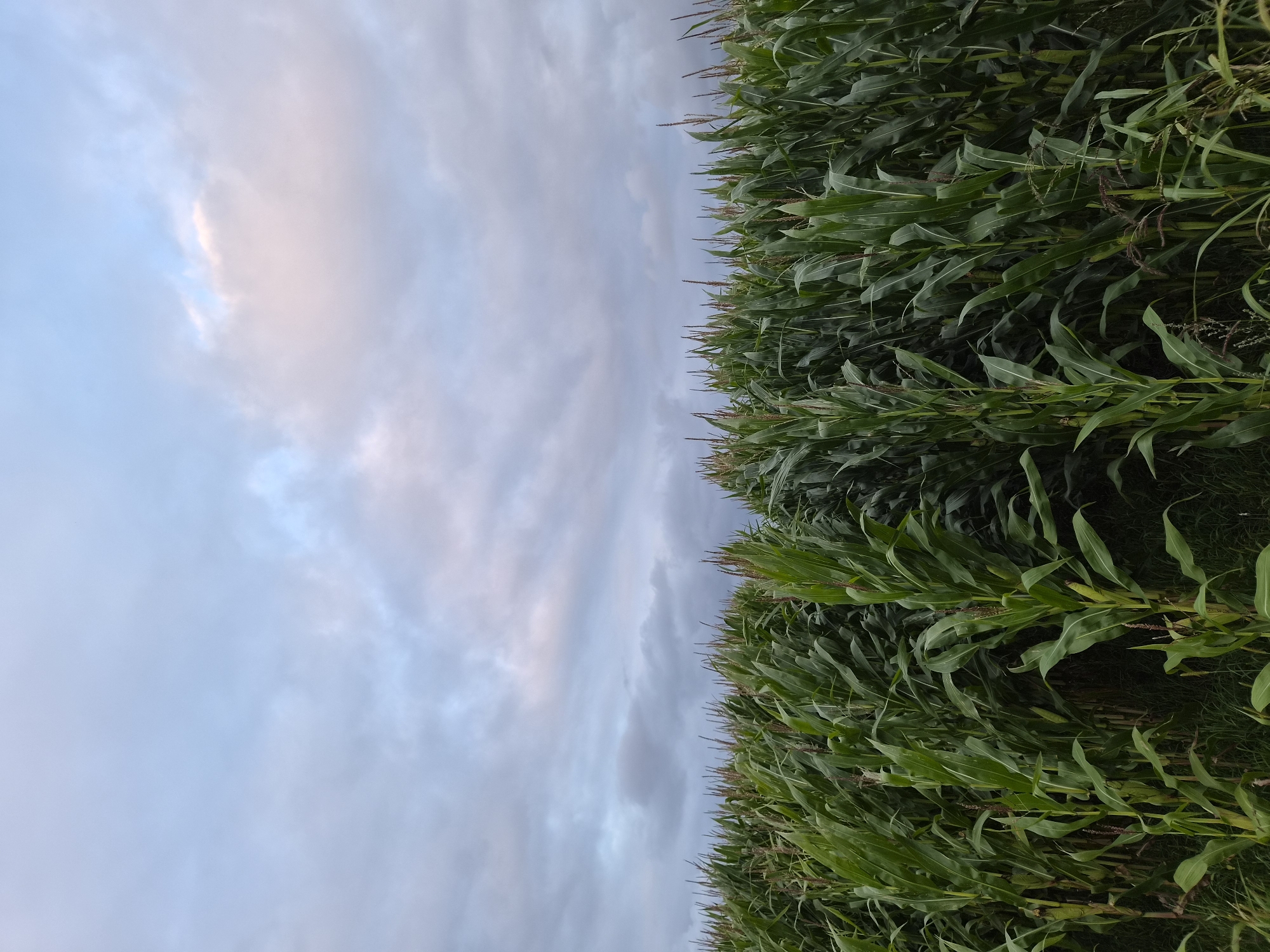 The image depicts a dense field of tall green corn stalks under a cloudy sky. The perspective is from ground level, looking across the rows of corn which fill the lower half of the frame. The stalks are lush and green, with some appearing to have developing ears of corn. The sky above is a mix of pale blues and grays, with soft, diffused clouds that are tinged with pink, suggesting either dawn or dusk. There are no people or animals visible in the image. The scene appears to be a rural agricultural landscape. The specific location of the image is a cornfield in the municipality of Schiffdorf, Germany.
