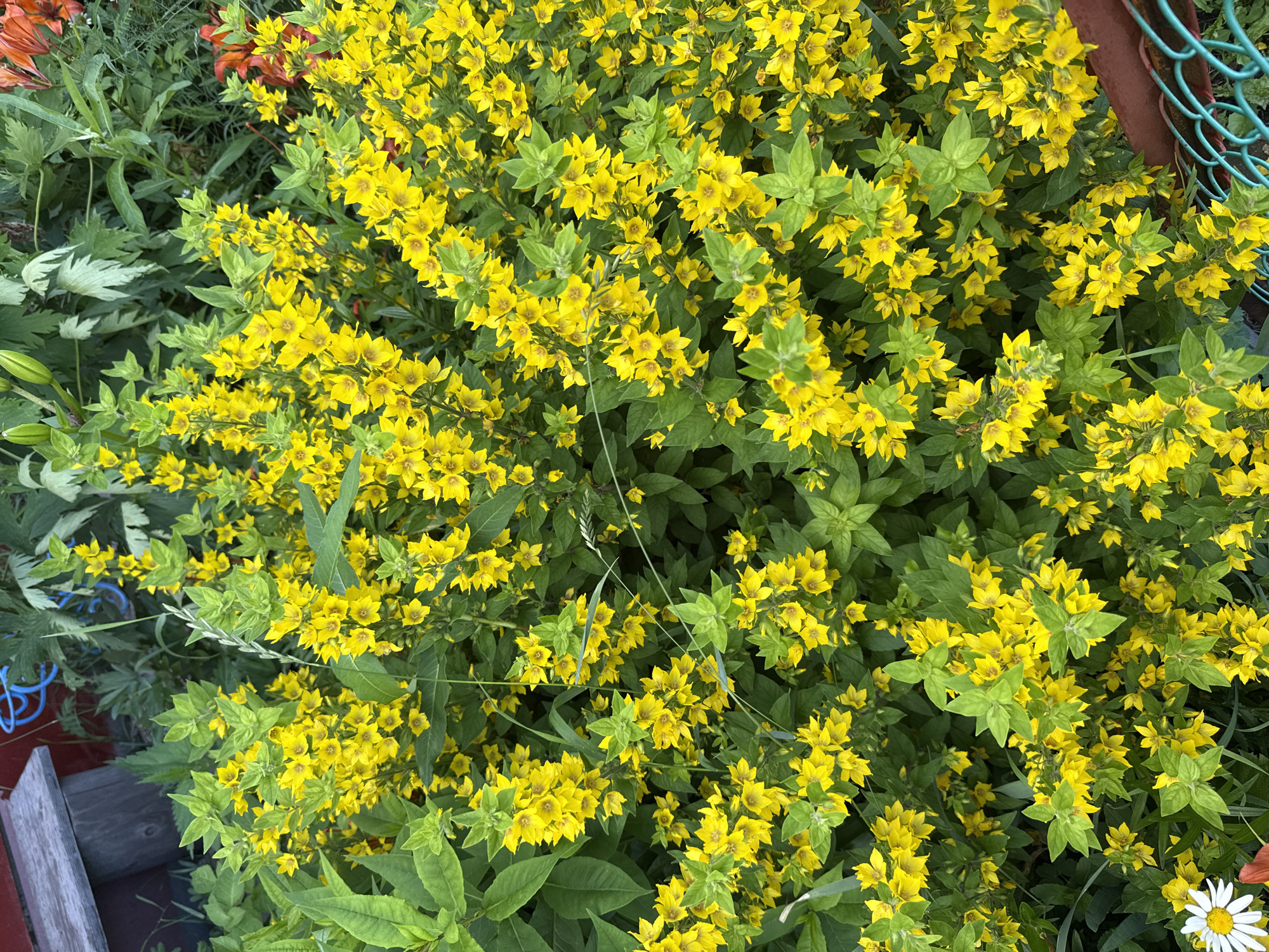 The image depicts a dense cluster of yellow flowers with green leaves, characteristic of a garden or natural overgrown area. In the upper left, a portion of a wooden structure, possibly a bench or part of a building, is visible, alongside some blue electrical wiring. The lower right shows a section of a green metal fence and a brown railing. A single white daisy with a yellow center is located in the bottom left corner. The overall setting suggests an outdoor scene, likely in a rural or suburban environment. The location is identified as Bolshoy Turysh, Russia.