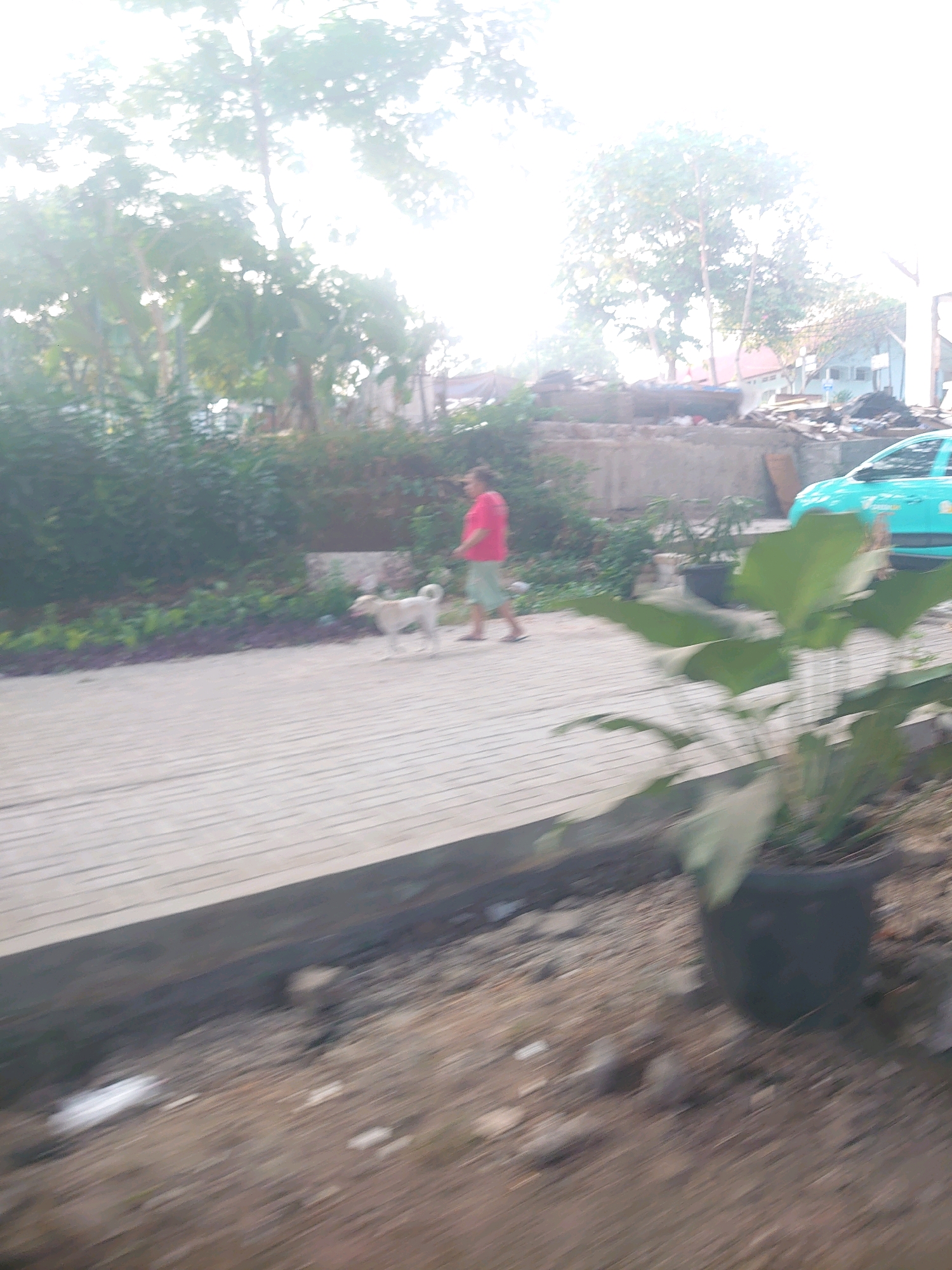 In South Jakarta, Indonesia, a blurred image depicts a person walking a light-colored dog on a wooden boardwalk. The person, wearing a red shirt and light-colored shorts, is positioned to the right of the dog, which is facing left. The boardwalk appears to be elevated, with a concrete barrier below. Behind the boardwalk, there is dense green foliage. Further in the background, a bright turquoise car is visible, along with some buildings and construction debris. The overall scene is washed out by bright sunlight, suggesting it was taken during the day.