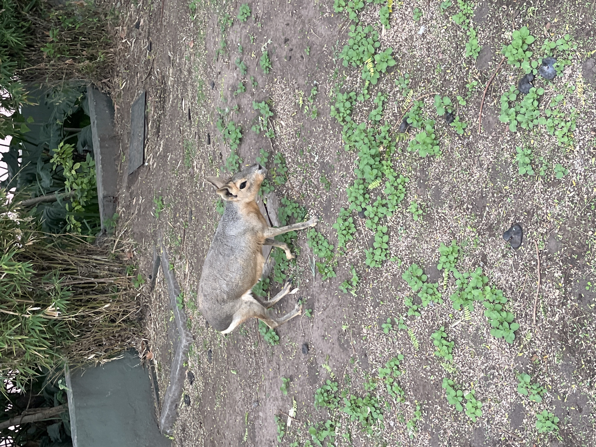 A Patagonian Mara (Dolichotis patagonum) is centrally positioned in an outdoor animal enclosure within the Buenos Aires Eco-Park, Buenos Aires, Argentina. The animal faces right with its head slightly lowered, appearing to forage or observe the ground. It possesses a grey-brown dorsal coat, lighter ventral fur, and prominent upright ears. The ground consists of compacted dirt mixed with light-colored granular debris and numerous small clusters of green herbaceous plants. Scattered dark, irregular masses are visible on the ground. In the background, to the left, a dark green concrete wall forms an L-shaped barrier. Adjacent to this barrier and slightly right, a square concrete border is visible on the ground. A flat, dark, rectangular object rests on the ground further back. A dense stand of bamboo with green foliage occupies the center-right background, with additional green foliage partially obscuring the upper left background. No humans or other animals are visible.