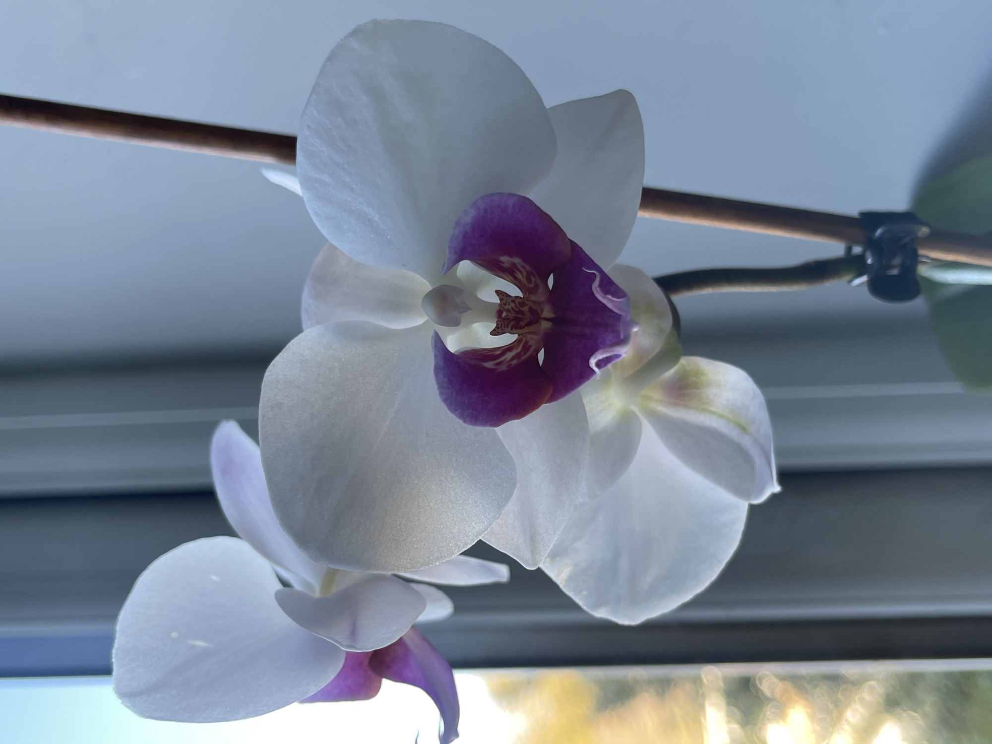 The image presents a close-up, upward-angled view of delicate white orchid flowers, likely of the Phalaenopsis genus. The central and most prominent flower features broad white petals, with a strikingly vibrant purple and reddish-brown patterned labellum (lip) at its core, creating a vivid focal point. Another similar orchid flower is partially visible below the main one, also displaying white petals and hints of purple.
The orchids are supported by a thin, light brown stake, which runs horizontally across the upper half of the frame. A black clip is visible on the right side, securing a darker green orchid stem to this stake.
The background consists of a soft, diffused light blue-grey area behind the flowers, suggesting an indoor setting near a window. In the lower right portion of the image, bright, blurred warm yellow and orange light indicates sunlight possibly coming through a window, implying either early morning or late afternoon. The perspective is from below, looking up at the flowers against the brighter backdrop, enhancing their ethereal quality. The scene captures the orchids in bloom. No text is visible in the media file, which is located in Maidstone, United Kingdom.