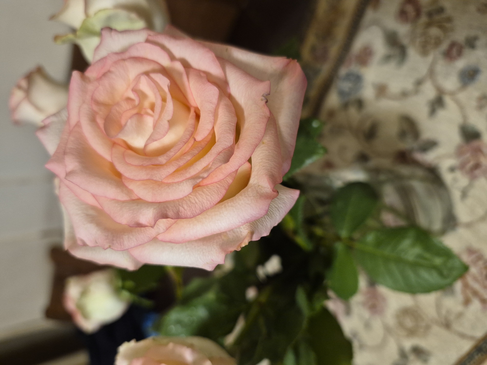 A close-up shot focuses on a light peach rose with a hint of pink around the edges. The rose is in full bloom, showcasing its layered petals. Several other roses, out of focus, are visible in the background. Green leaves provide a contrast to the soft colors of the flowers. The background is further blurred, showing a patterned surface that appears to be a textile.
The location is not identifiable as Yerevan, Armenia from the image alone.