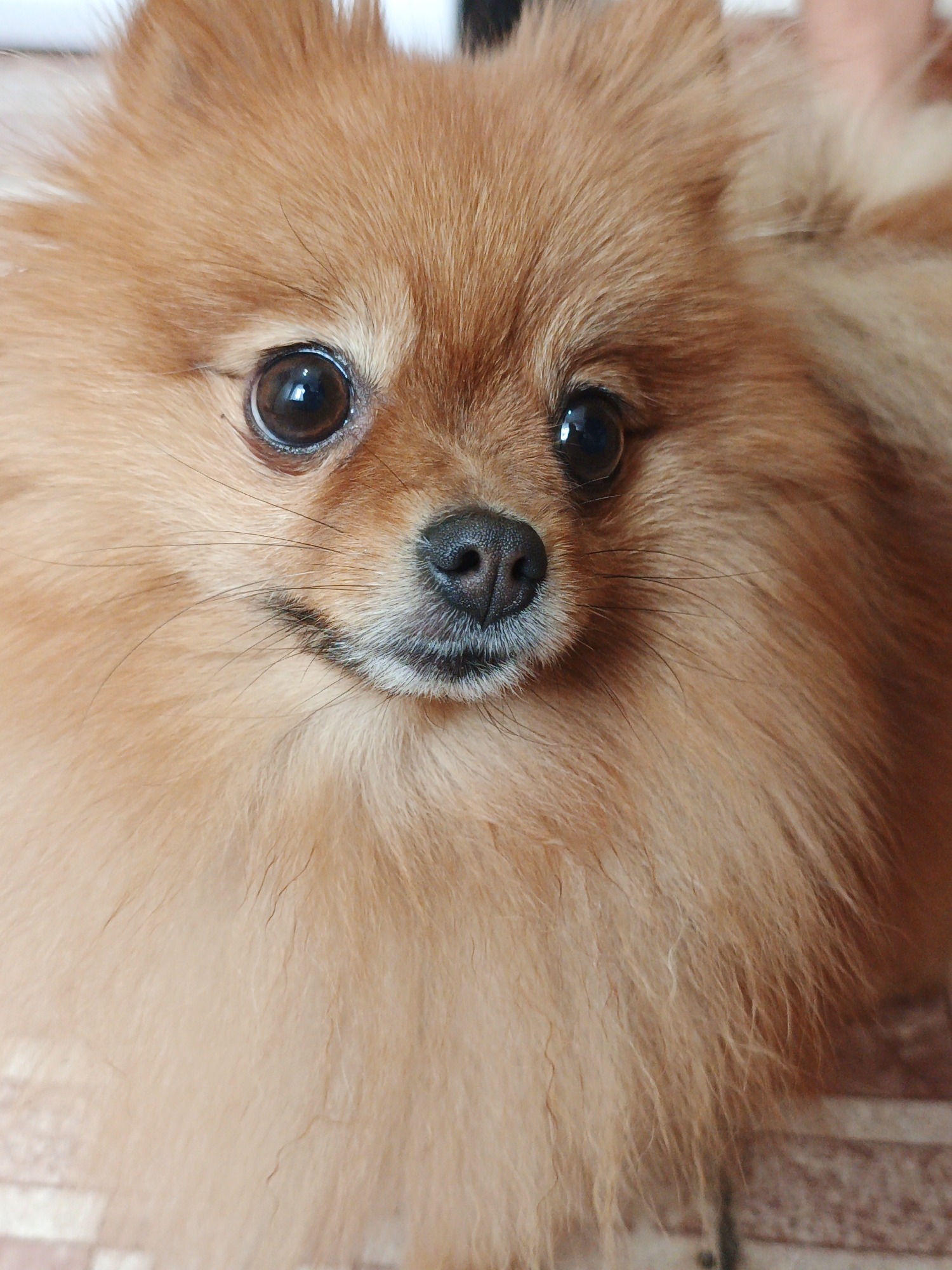A close-up, eye-level shot focuses on the face of a fluffy, ginger Pomeranian dog. The dog's fur is a rich, warm brown, with lighter shades around its snout and ears. Its large, dark eyes are prominent, reflecting the light. The dog's nose is black and moist, and its mouth is slightly upturned, giving it a gentle expression. The background is blurred, but appears to be indoors, with a patterned surface suggesting a floor or rug. There is no indication of the dog's location in Medvedyovka, Russia, or any other specific city.