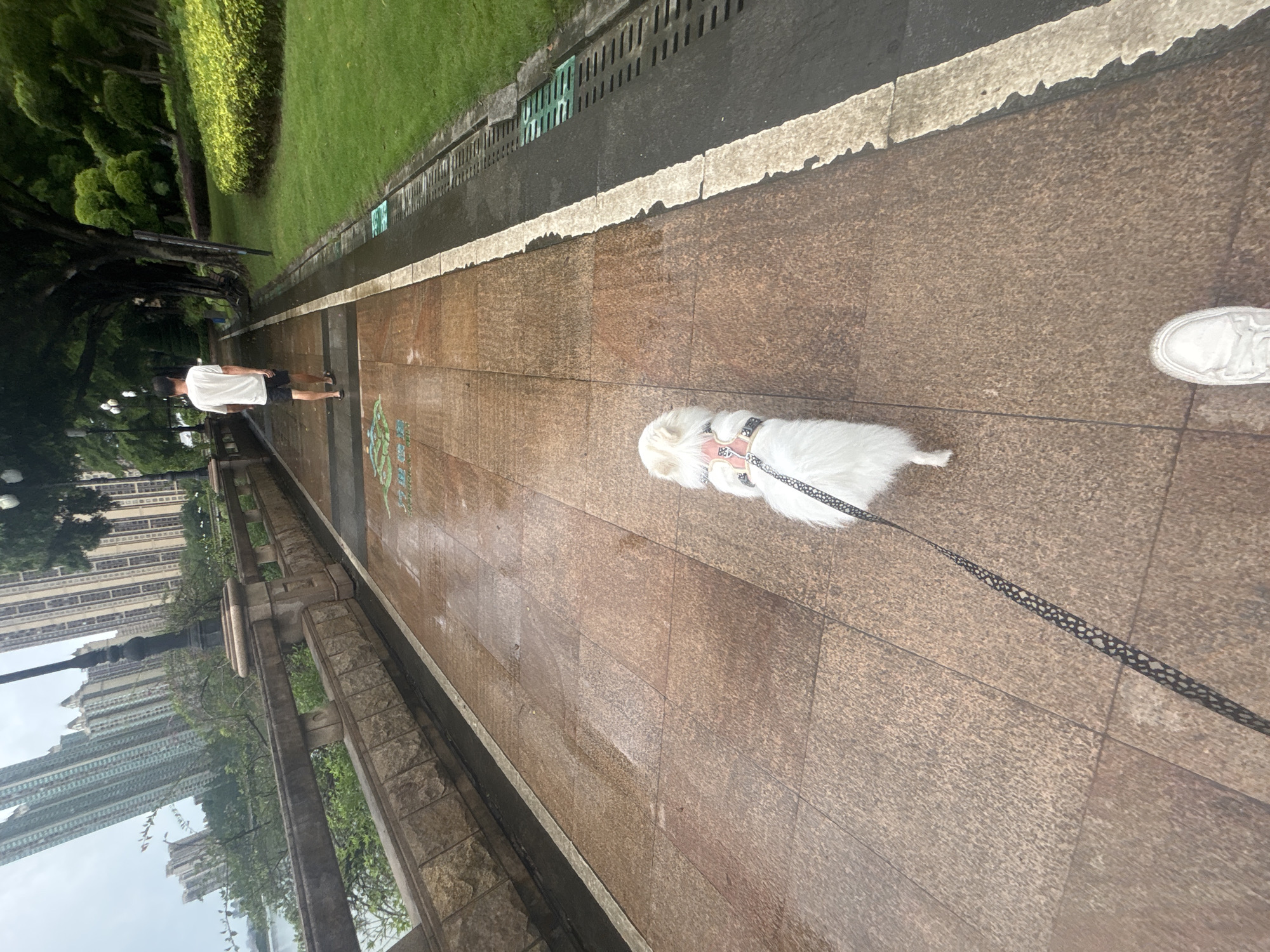 In the city of Nanhai District, China, a person is walking a small, fluffy white dog on a leash along a wet, tiled promenade. The promenade is lined with a stone wall and a well-manicured grassy area with trees. In the background, tall apartment buildings dominate the skyline, with a body of water visible to the left. The weather appears overcast, contributing to the wet conditions. The person is wearing a white t-shirt and dark shorts, with white sneakers visible in the foreground. The dog is wearing a pink and black harness and leash. The scene captures a moment of everyday life in an urban park setting.