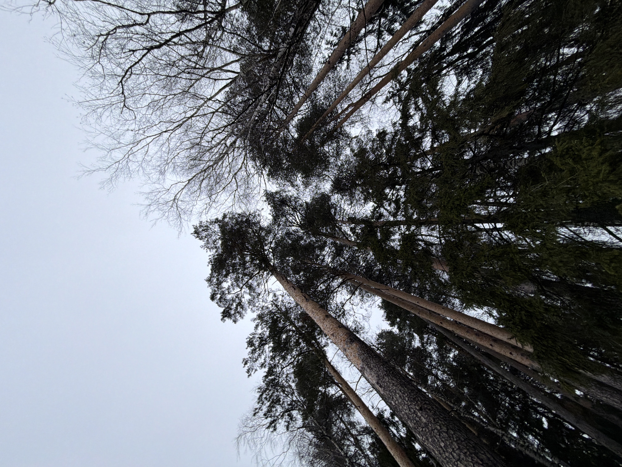 The image shows a view looking up into a forest of tall trees. Some trees have green needles, while others are bare branched. The sky is overcast and grey. The image was taken in the city of Chaikovsky, Russia.