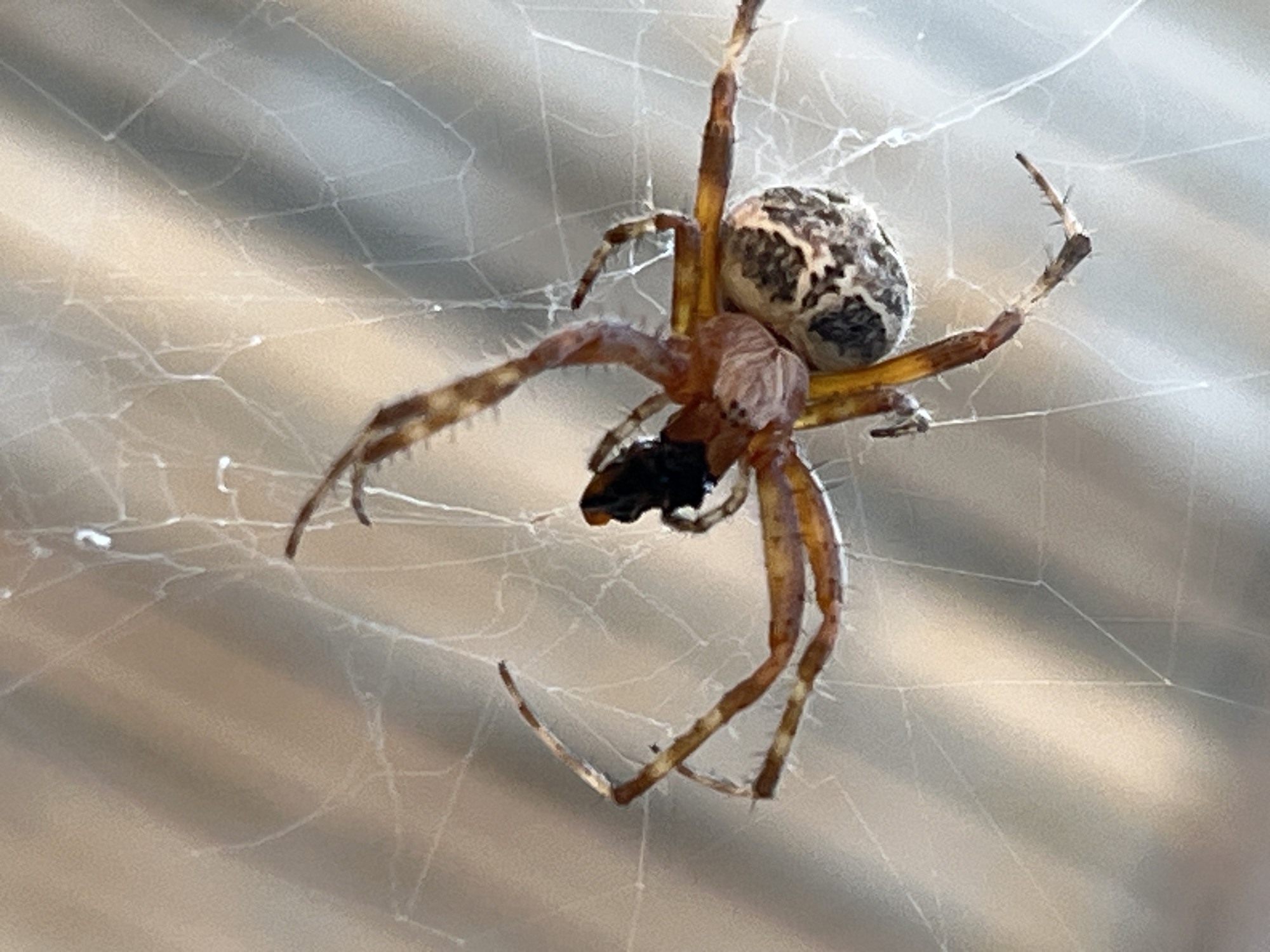 The image shows a close-up of a spider on its web. The spider has a patterned abdomen and brown, segmented legs. It is positioned in the center of the frame, hanging upside down. The web is intricate and stretches across a blurred background of horizontal lines, possibly indicating a fence or blinds. The lighting suggests it is daytime. There is no indication of the location being in Krasnyye Barrikady, Russia, or any specific urban environment.