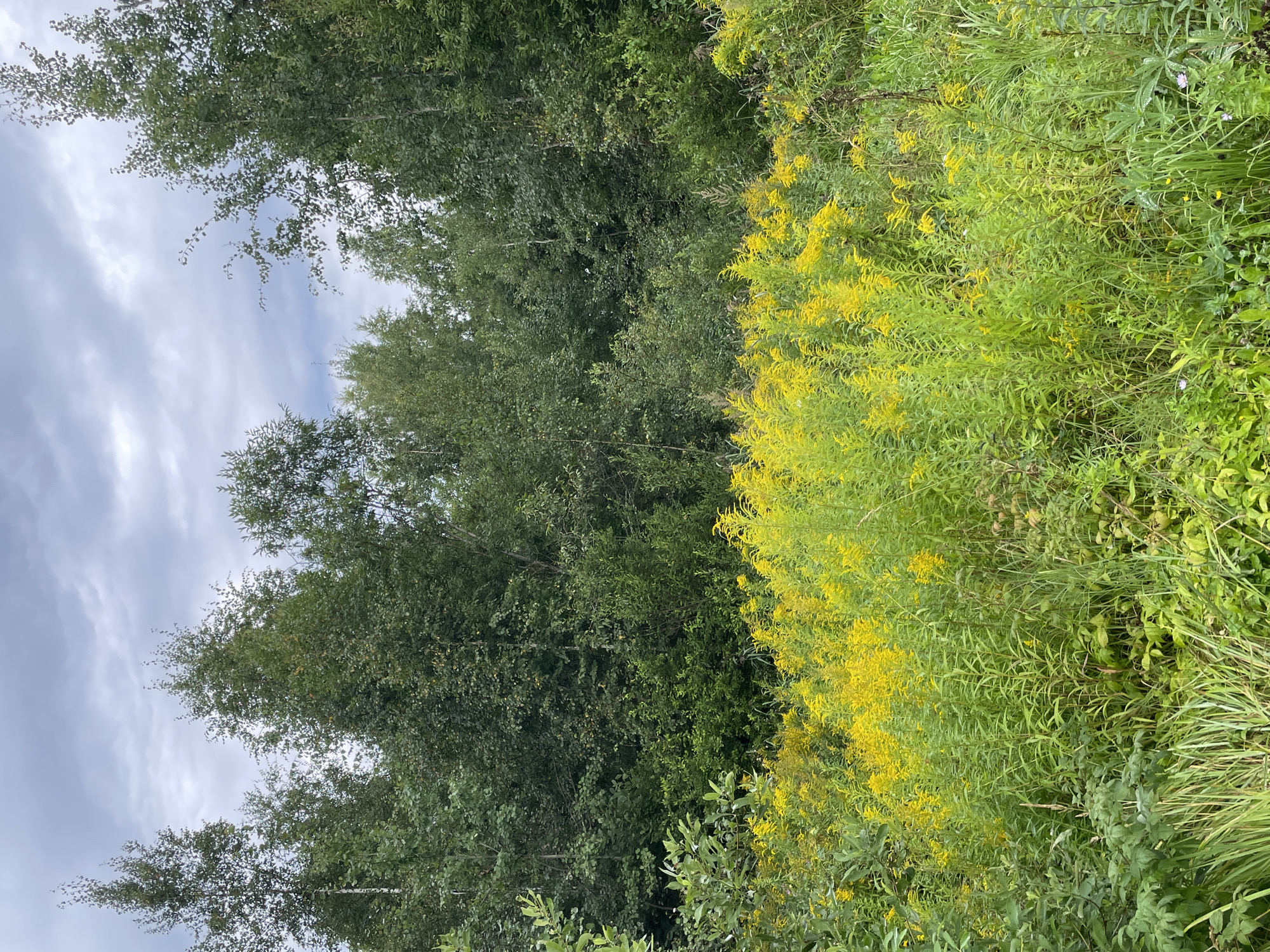 The image depicts a natural landscape featuring a dense forest in the background and a field of tall, bright yellow wildflowers in the foreground. The sky is overcast with gray clouds. The forest consists of various deciduous trees with lush green foliage. The wildflowers, which appear to be goldenrod, are in full bloom, creating a vibrant contrast against the greenery. The overall scene suggests a rural or undeveloped area, possibly a meadow adjacent to a wooded area. The location is identified as Строймаш Снт, Russia. There are no people or animals visible in the image, nor any man-made structures or objects.