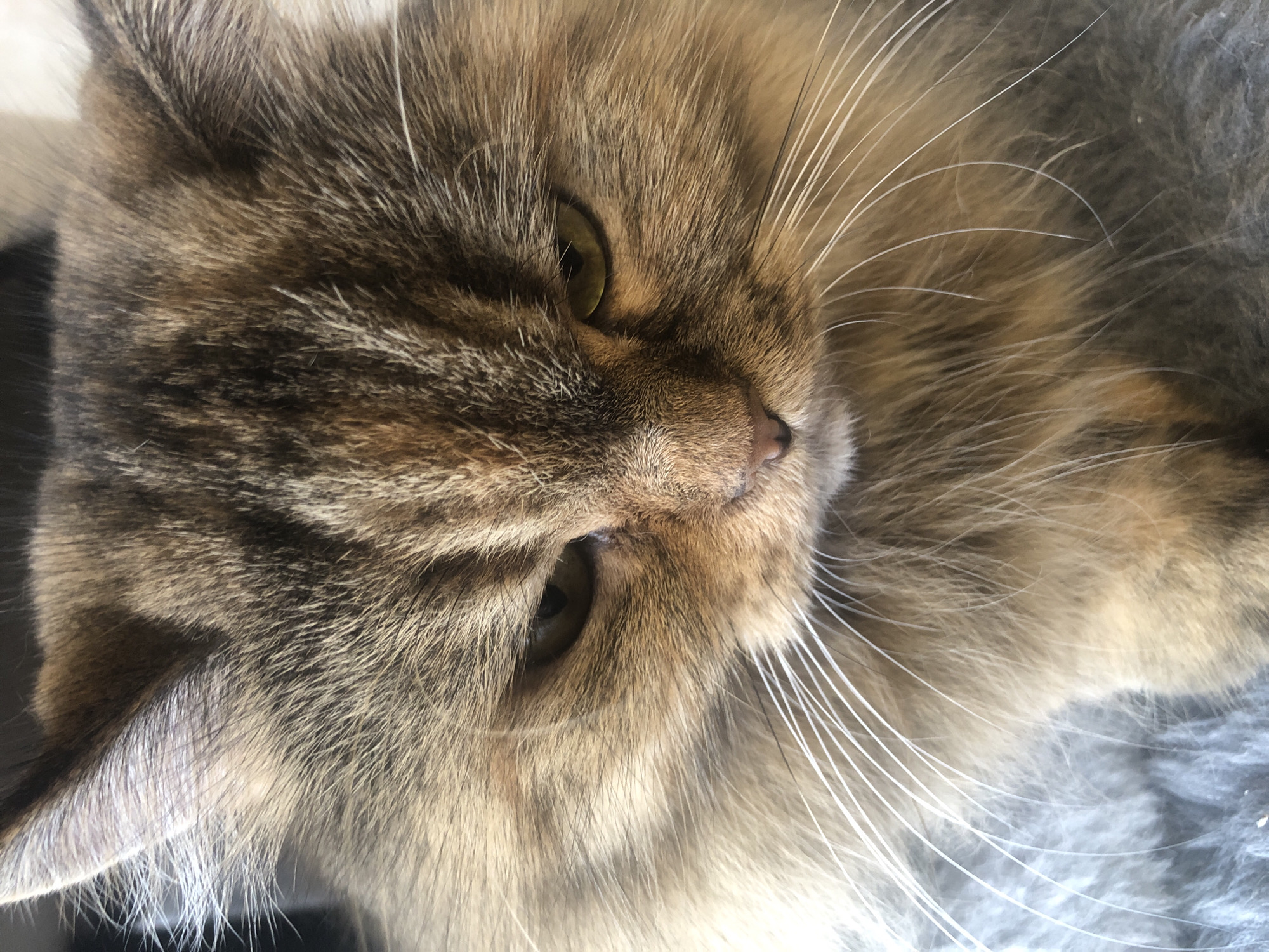 A close-up, eye-level shot shows the face of a fluffy, brown and tan tabby cat. The cat's head is tilted down, and its gaze is directed slightly to the left. The cat has large, white whiskers that fan out from its muzzle. Its fur is long and appears soft. The background is blurred and appears to be a gray, textured surface. The lighting is natural and appears to be coming from the top right. The image is sharp and focused on the cat's face. The cat is the sole subject of the image. There are no people or other animals present. The environment appears to be indoors, possibly on a piece of furniture. The image does not provide any information about the location within a city or any specific geographic details.