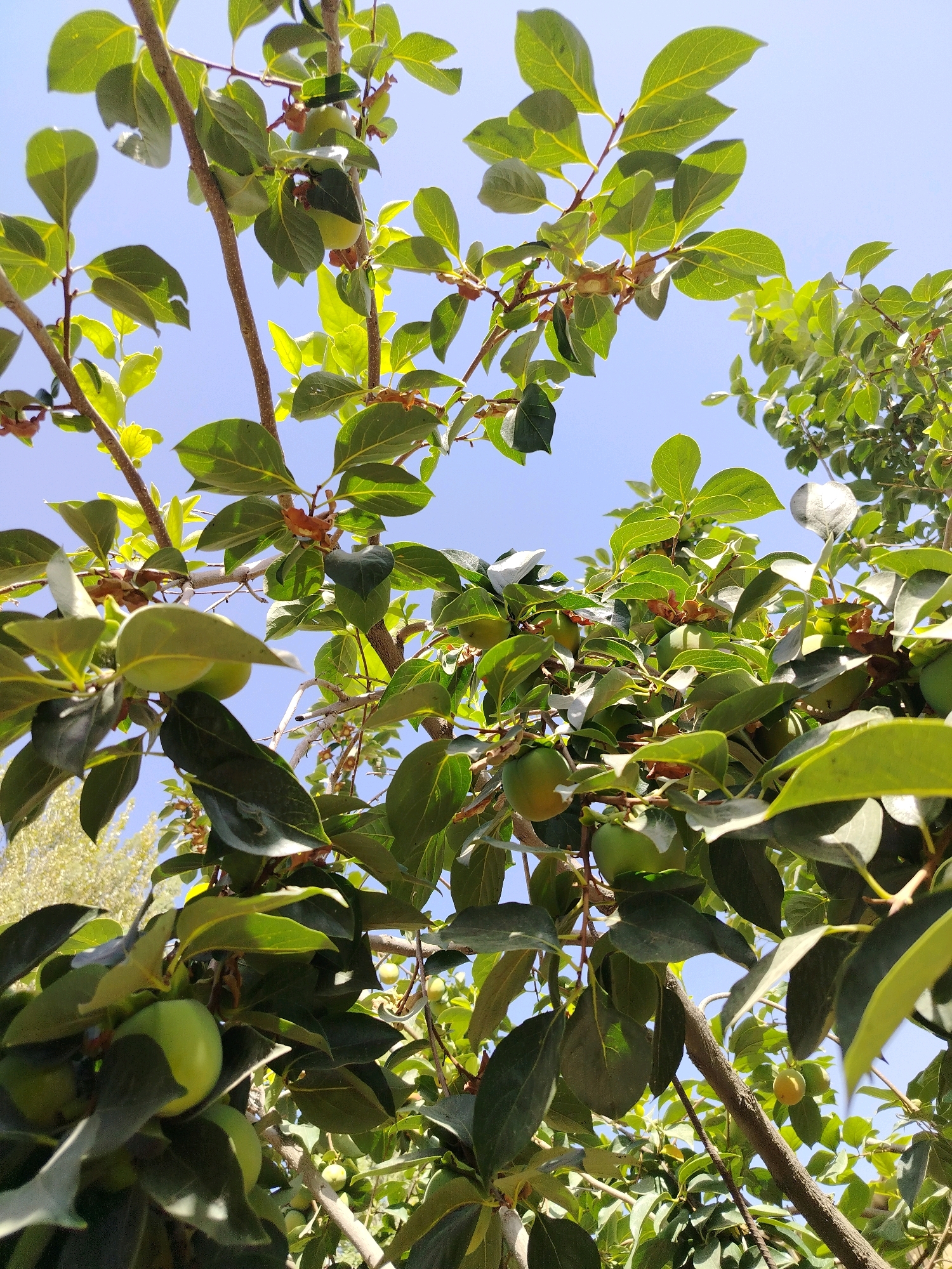 This is a close-up, low-angle outdoor photograph taken in the city of Navobad, Tajikistan, looking up through the branches of a persimmon tree. The sky, a clear bright blue, serves as the backdrop. Lush green leaves, some catching the sunlight and appearing almost translucent, are abundant throughout the frame. Small, unripe green persimmons are visible nestled amongst the foliage, with a few appearing slightly larger and tinged with yellow, indicating they are beginning to mature. The branches of the tree are rough and brown, with thinner, lighter-colored stems supporting the leaves and fruit. The overall impression is of a vibrant and healthy tree under a bright sky. There are no people or animals present in the image.
