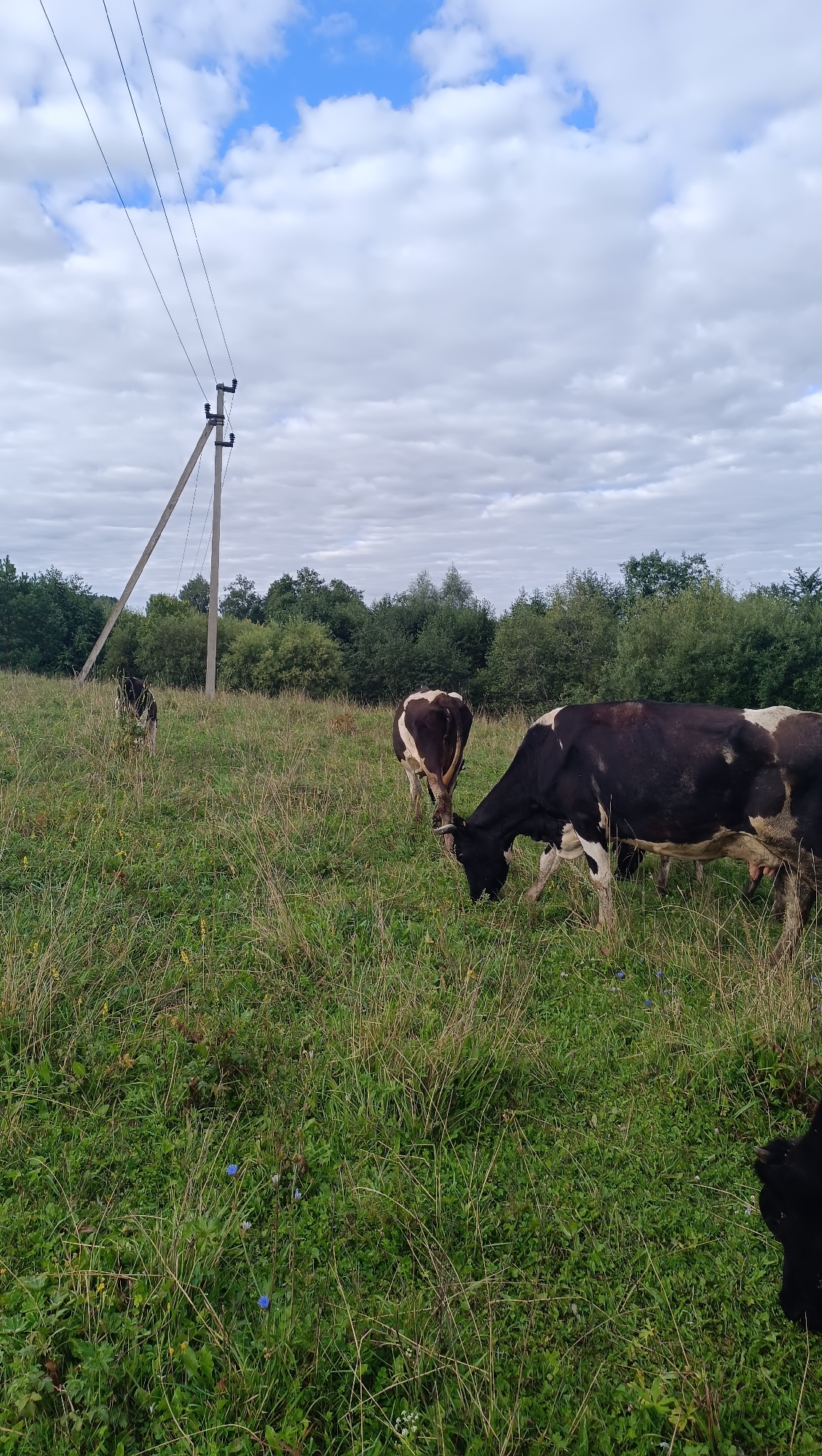 In a grassy field under a cloudy sky, several cows are grazing. A power line pole stands on the left side of the image. In the foreground, a black and white cow is bent down eating grass. Behind it, another black and white cow is also grazing. To the left and further back, a black and white calf stands in the grass. The field is covered in green and yellow grass with some scattered blue flowers. In the background, there is a dense line of trees. The scene is an outdoor rural setting, possibly on the outskirts of Karsha, Russia, given the presence of agricultural livestock and utility infrastructure.