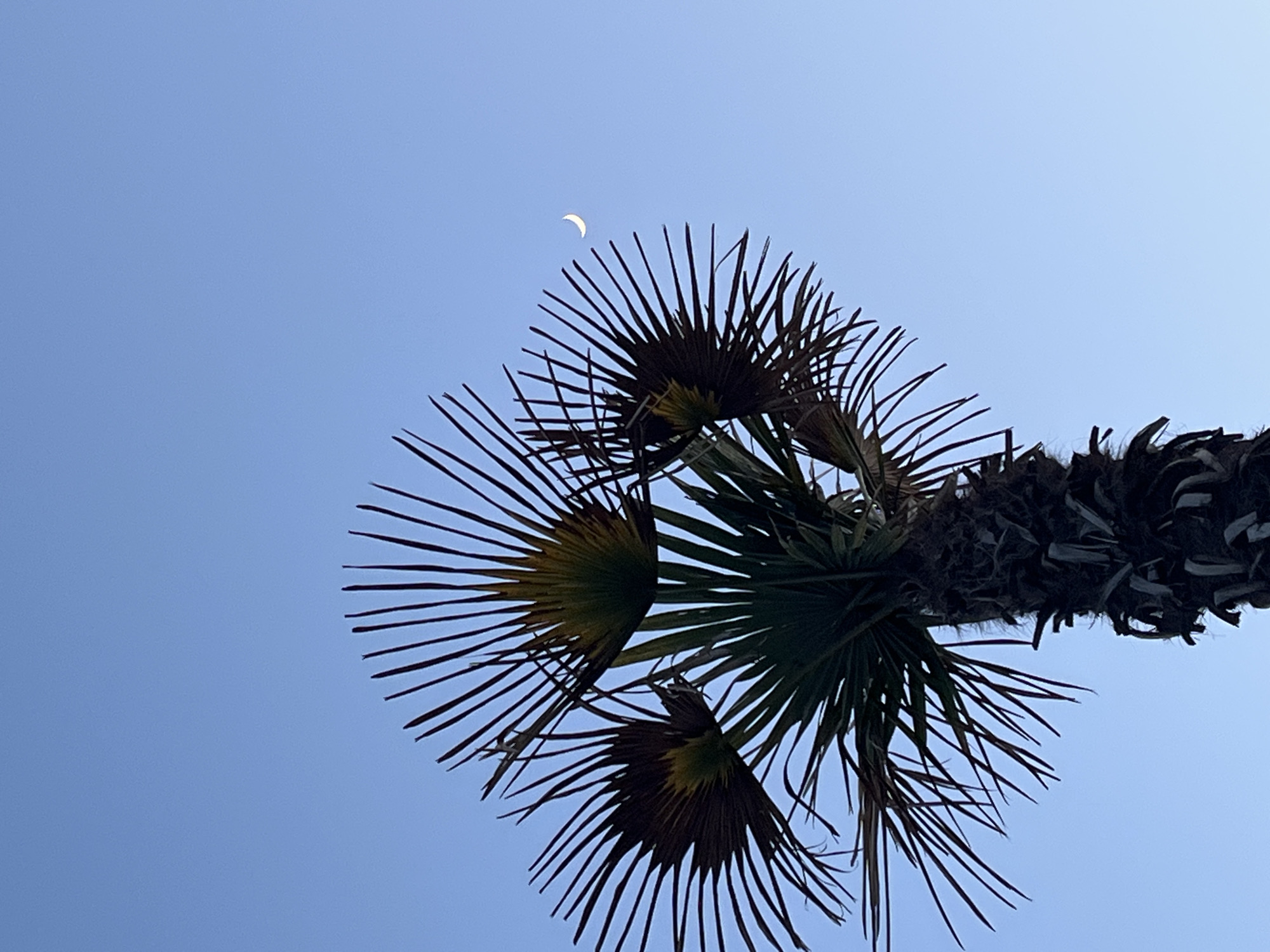 The image, likely taken from a low angle, features the upper portion of a palm tree against a clear, blue sky. The tree's trunk is partially visible at the upper right, with several palm fronds radiating outwards. A crescent moon is visible in the upper center of the frame. Given the prompt, the image can be assumed to be from Alanya, Turkey.