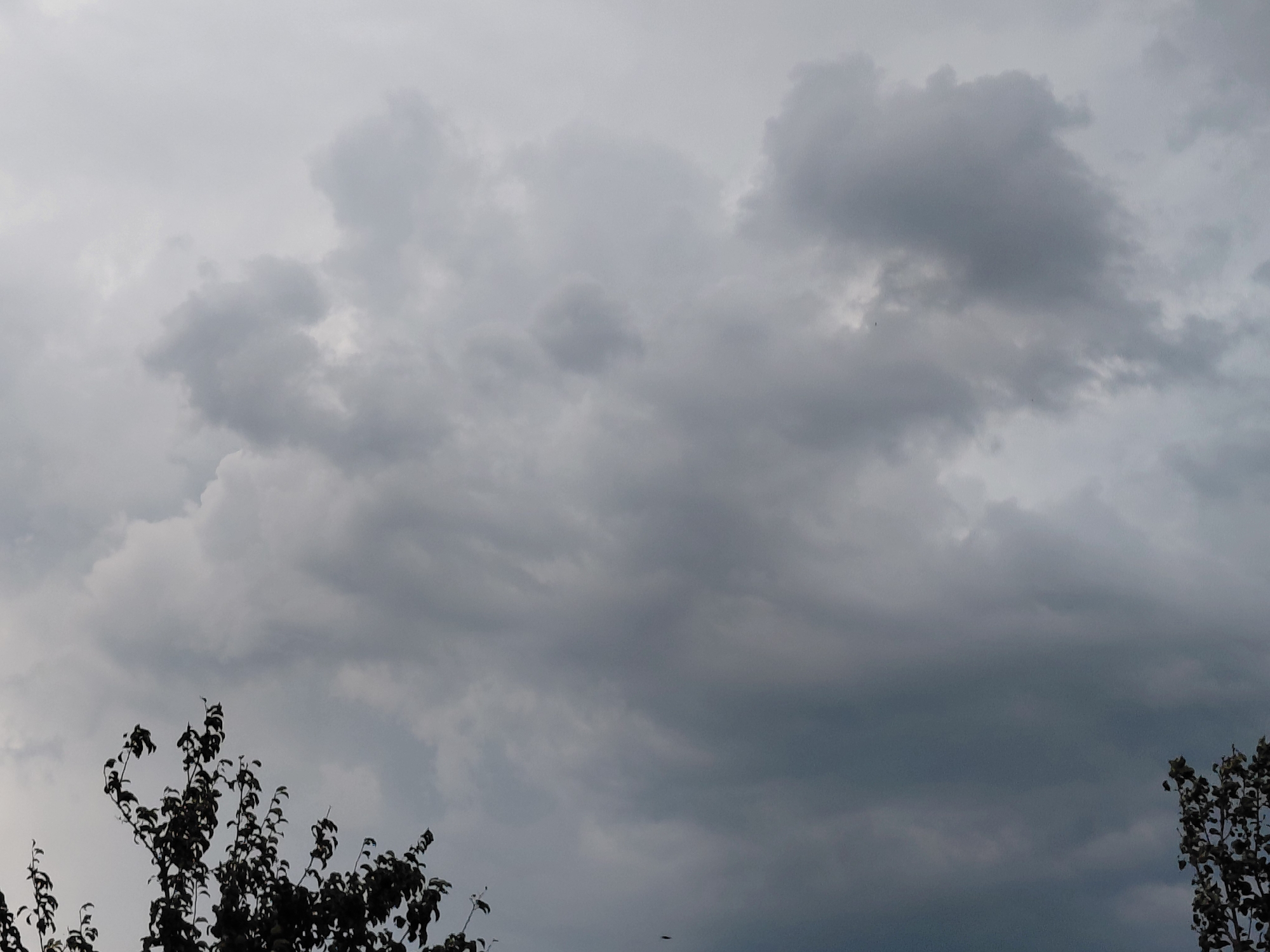 A cloudy, overcast sky looms over the city of Novokuybyshevsk, Russia. The clouds are a mix of light and dark gray, with some areas appearing almost white, suggesting varying densities and altitudes. The sky occupies the majority of the frame, with only the tops of trees visible at the bottom. On the left, the dark, silhouetted branches of a tree with many leaves are seen against the sky. On the right, another tree, similarly silhouetted and leafy, is partially visible. The overall impression is a muted, somber scene, indicative of impending rain or a stormy weather pattern. No people or specific urban structures are discernible in this view.