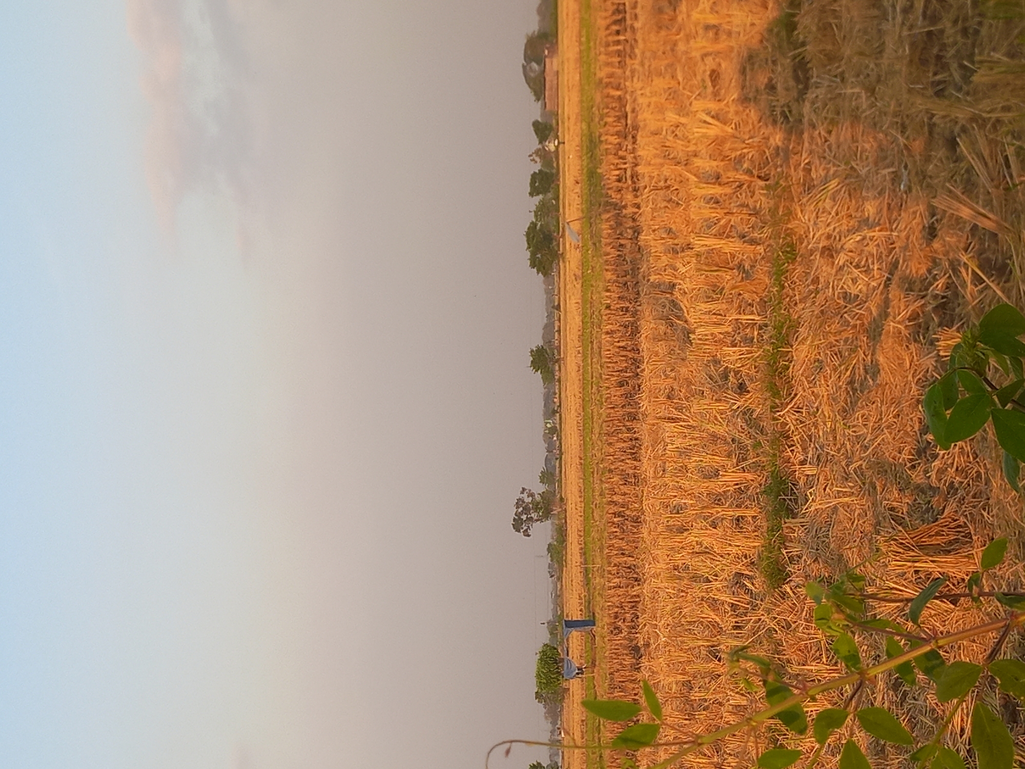 The image depicts a rural landscape in Megaluh, Indonesia, likely at dusk or dawn given the soft lighting. The foreground features the top portion of a green leafy plant. The mid-ground is dominated by a harvested field, characterized by dry, golden stubble and straw from a previous crop, possibly rice. Some patches of green grass are interspersed within the stubble. In the distance, a line of trees separates the fields from a hazy sky. Among the trees, a few structures are faintly visible, suggesting a small settlement or isolated buildings. The sky above is a gradient of pale blue and light orange, with a few faint, wispy clouds. The overall impression is one of agricultural activity and a serene, natural environment.