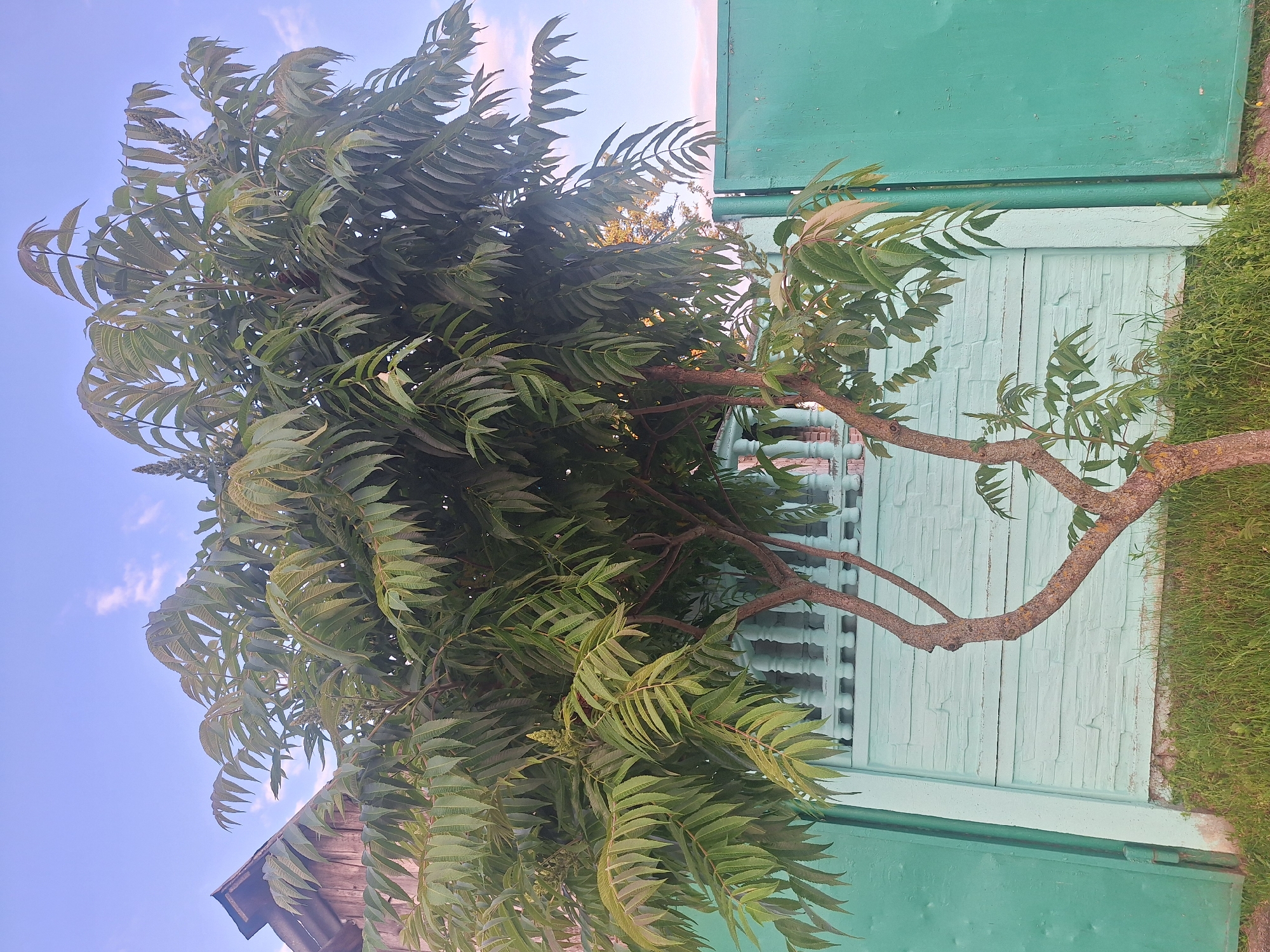 This is a full-frame, eye-level, outdoor photograph of a young tree with compound leaves and a single budding inflorescence in front of a light blue, brick-patterned fence and a green metal gate. The tree has a slender, twisted trunk that branches into several limbs. The leaves are lanceolate and serrated. The fence is topped with a white balustrade. To the left of the tree and fence, a portion of a wooden building with a dark roof is visible. The ground is covered in green grass. The sky is a light blue with a few wispy white clouds. The image appears to have been taken during daylight hours, possibly late afternoon due to the soft lighting. There are no people or animals visible in the image. The scene is consistent with a residential yard or garden area within a rural setting.