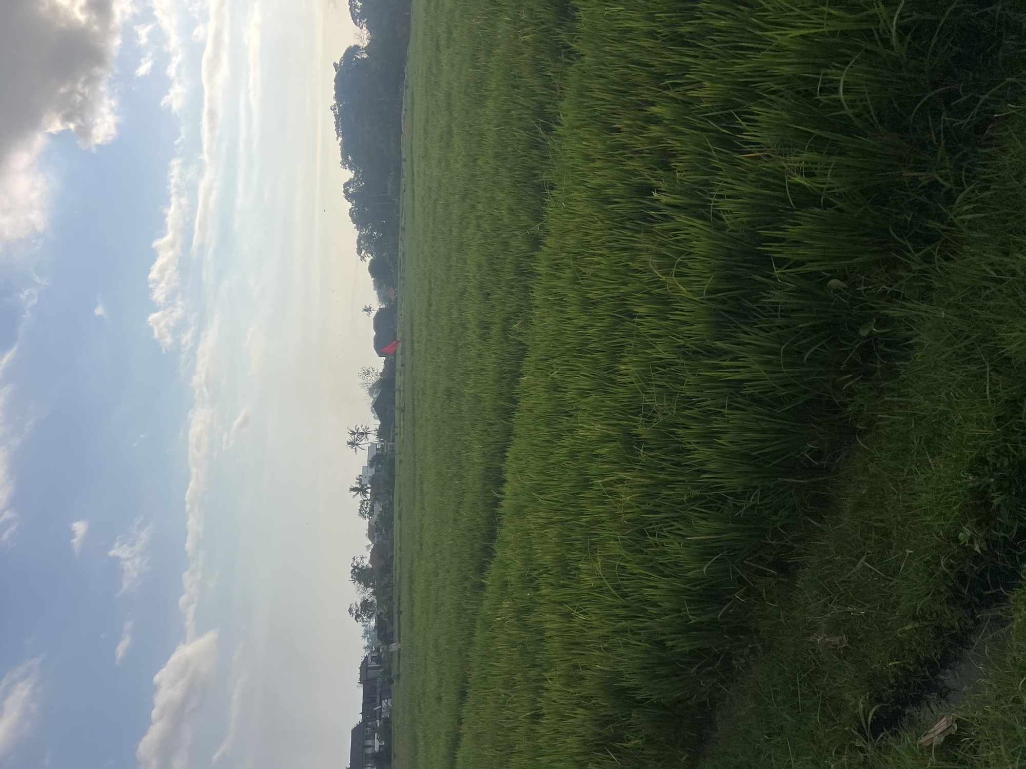 A wide shot captures a lush, green rice paddy under a bright, cloudy sky in a rural area of Kediri, Indonesia. In the distance, several houses with tiled roofs and a few palm trees are visible, nestled against a backdrop of dense foliage and rolling hills. The sun is setting, casting a warm glow over the scene. The foreground is dominated by the dense stalks of the rice plants, with a small irrigation ditch running along the left side of the frame. The overall impression is one of tranquility and natural beauty.