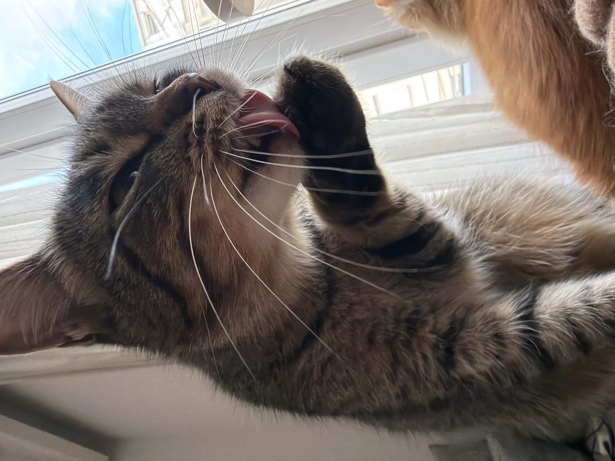 A brown tabby cat is lying down and licking its paw. Another orange cat is partially visible in the top right corner of the image. The background includes a window and blinds, with a glimpse of a blue sky outside. The location appears to be indoors. There is no evidence to suggest this image was taken in Belgrade, Serbia.