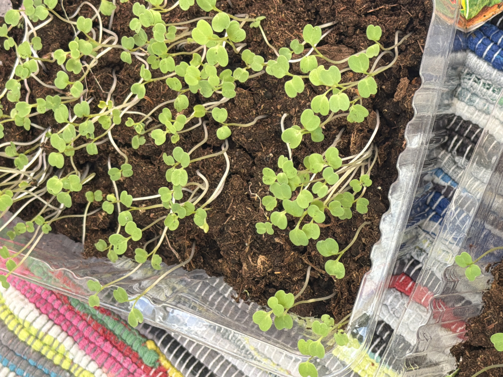 A close-up, high-angle shot shows a plastic container of seedlings. The seedlings have small, round, light green leaves and long, pale stems. They are planted in dark brown soil. The container sits on a colorful, striped woven mat. The mat's colors include pink, yellow, green, gray, white, and black. The location is not discernible as being in Saint Petersburg, Russia.