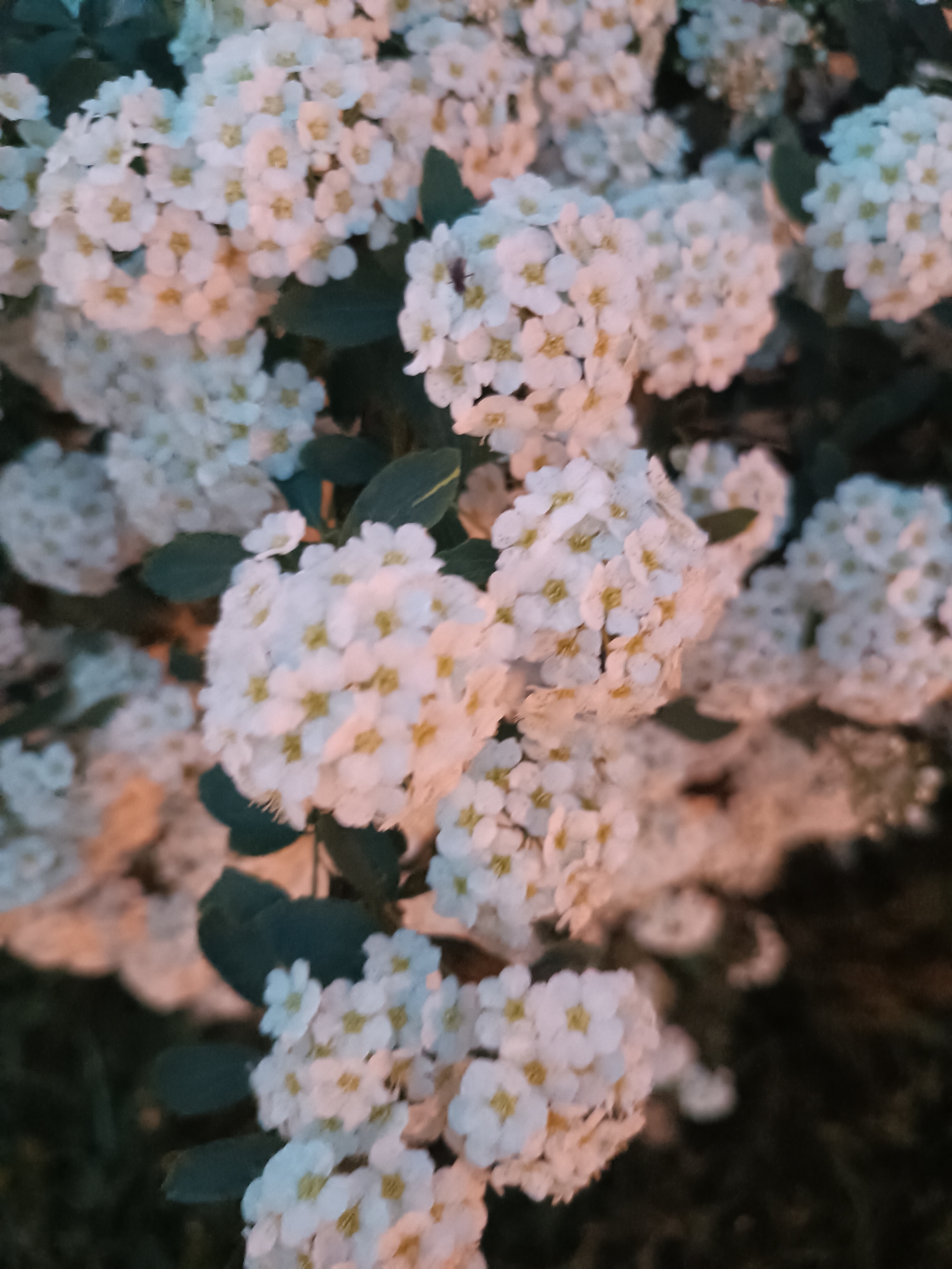 The image shows a close-up of white spirea flowers with yellow centers, clustered on green branches. The location is Unknown, Unknown. The lighting is dim, suggesting it is either dusk or a shaded area. No people or interactions are visible.