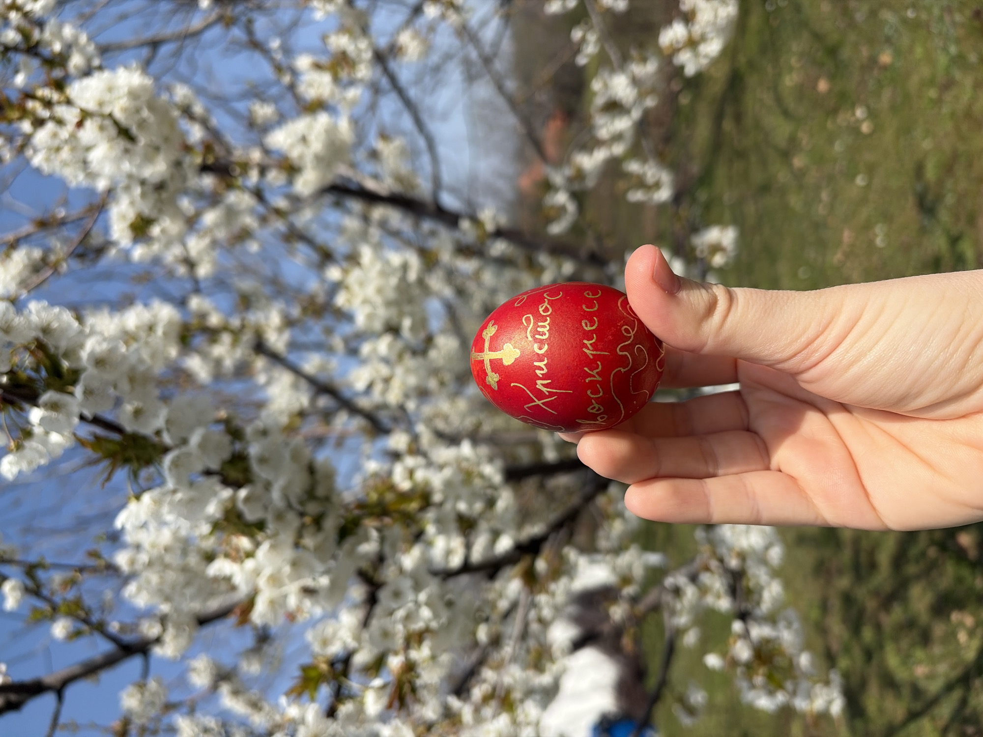 A hand holds a red Easter egg with gold lettering and a cross against a background of a blossoming tree and a blurred, green-and-brown landscape. The sky is visible between the branches and is a clear, bright blue. The setting appears to be outdoors, likely in Topola Municipality, Serbia.