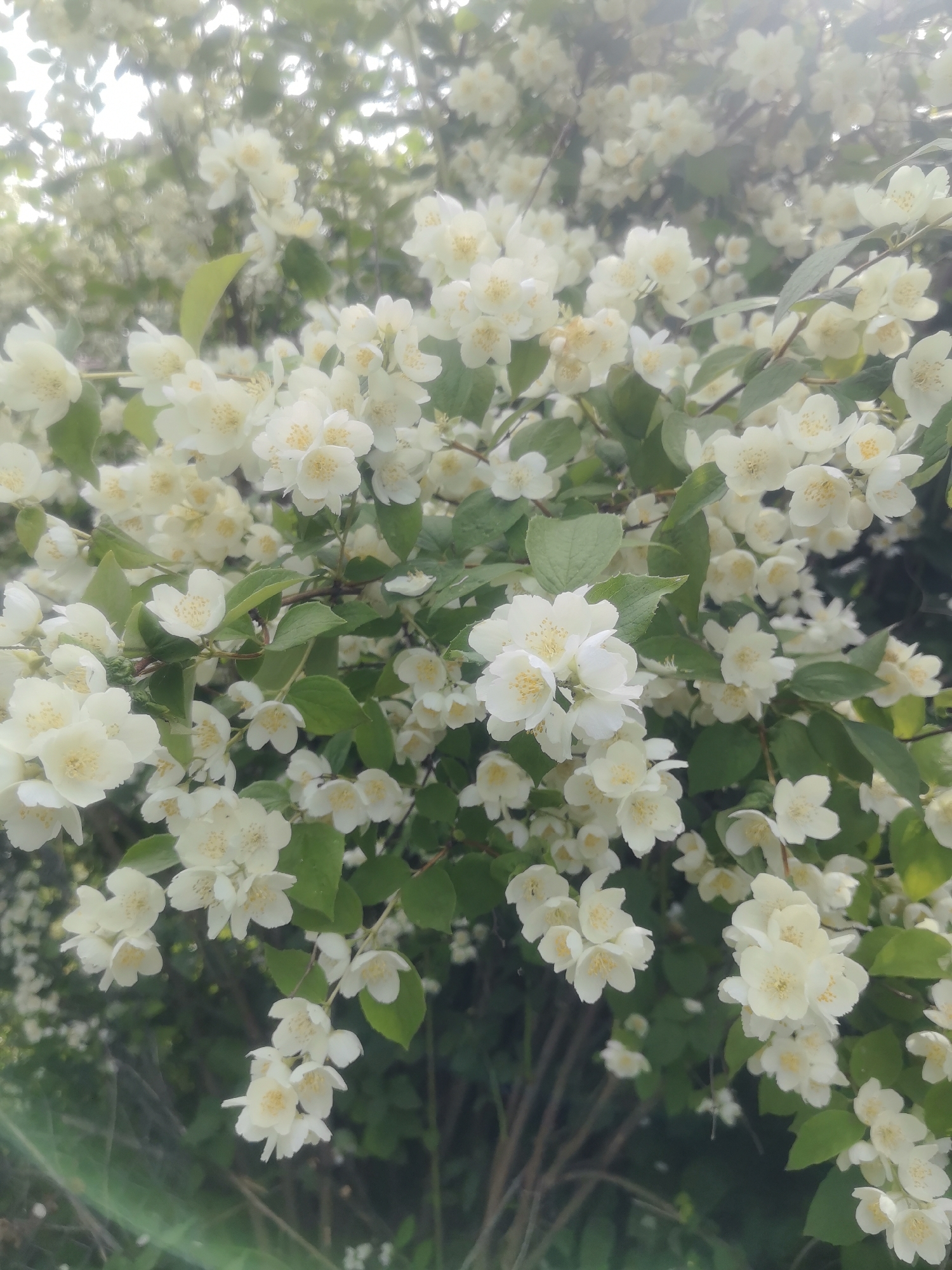 The image is a close-up of a blooming jasmine bush. The flowers are white with yellow stamens and are clustered on green branches. The background is a blur of more white flowers and green leaves, suggesting a dense bush. The lighting is soft, with some lens flare visible in the lower left corner, indicating it was taken outdoors. The image depicts a natural scene, characteristic of a garden or park. There are no people or man-made objects prominently featured. The scene is peaceful and serene, emphasizing the beauty of the flowers.