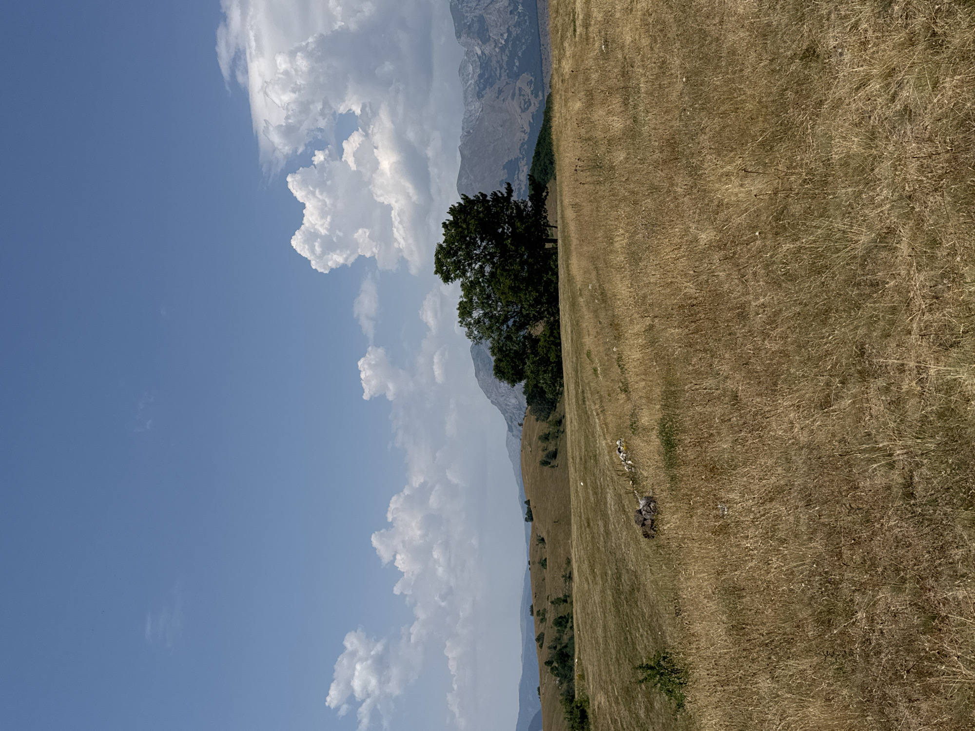 The image depicts a natural landscape in the vicinity of Pišče, Montenegro, under a partially cloudy sky. The foreground is dominated by a field of dry, golden grass, suggesting a dry season. Scattered within the grass are small clusters of rocks, possibly remnants of a stone wall or natural formations. In the mid-ground, a small group of animals, possibly sheep or goats, are visible grazing. Further back, rolling hills covered in dry grass and scattered trees extend towards a stand of dark green trees. In the background, a mountain range with rugged, rocky peaks rises against the sky, its slopes appearing barren in places and covered with vegetation in others. The sky is a vibrant blue, punctuated by white, fluffy cumulus clouds, particularly prominent on the right side of the frame. The overall scene conveys a sense of a rural, mountainous environment in Montenegro.