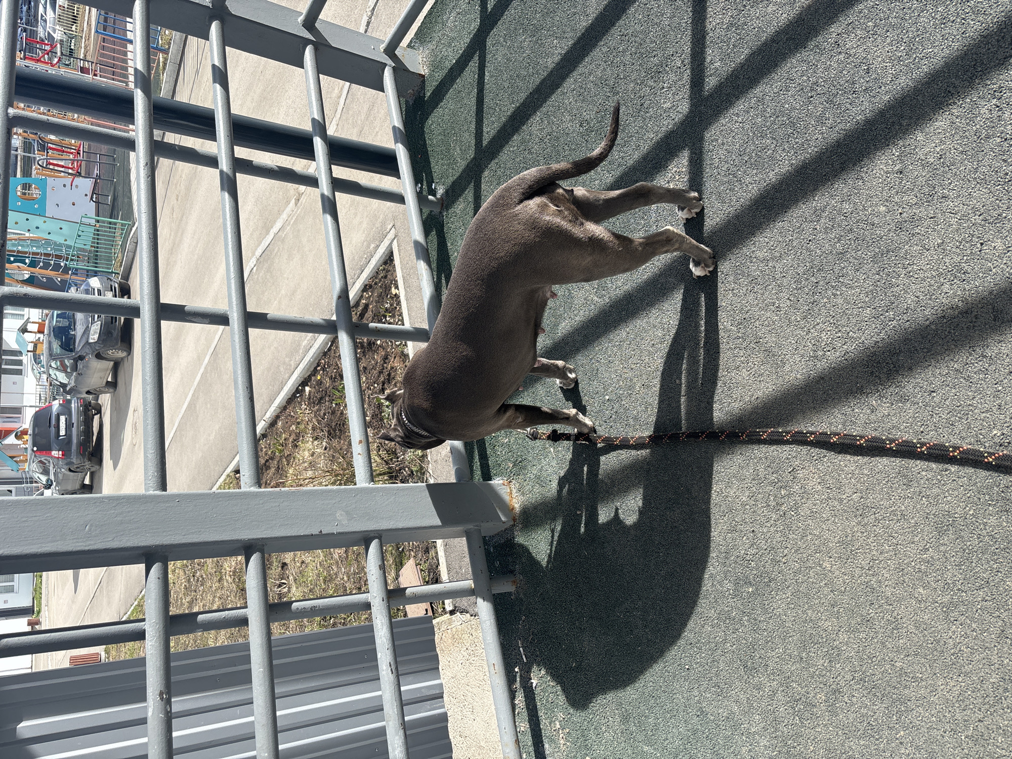 The image shows a gray-colored dog lying on a gray surface next to a gray metal railing. The dog is lying with its back to the camera and its tail slightly raised. A black and orange leash is attached to the dog's collar. The surface appears to be a rubberized play area. Shadows of the railing are cast onto the ground.
In the background, beyond the railing, there is a playground with colorful structures, a walkway, and two parked cars. The location is Perm, Russia.