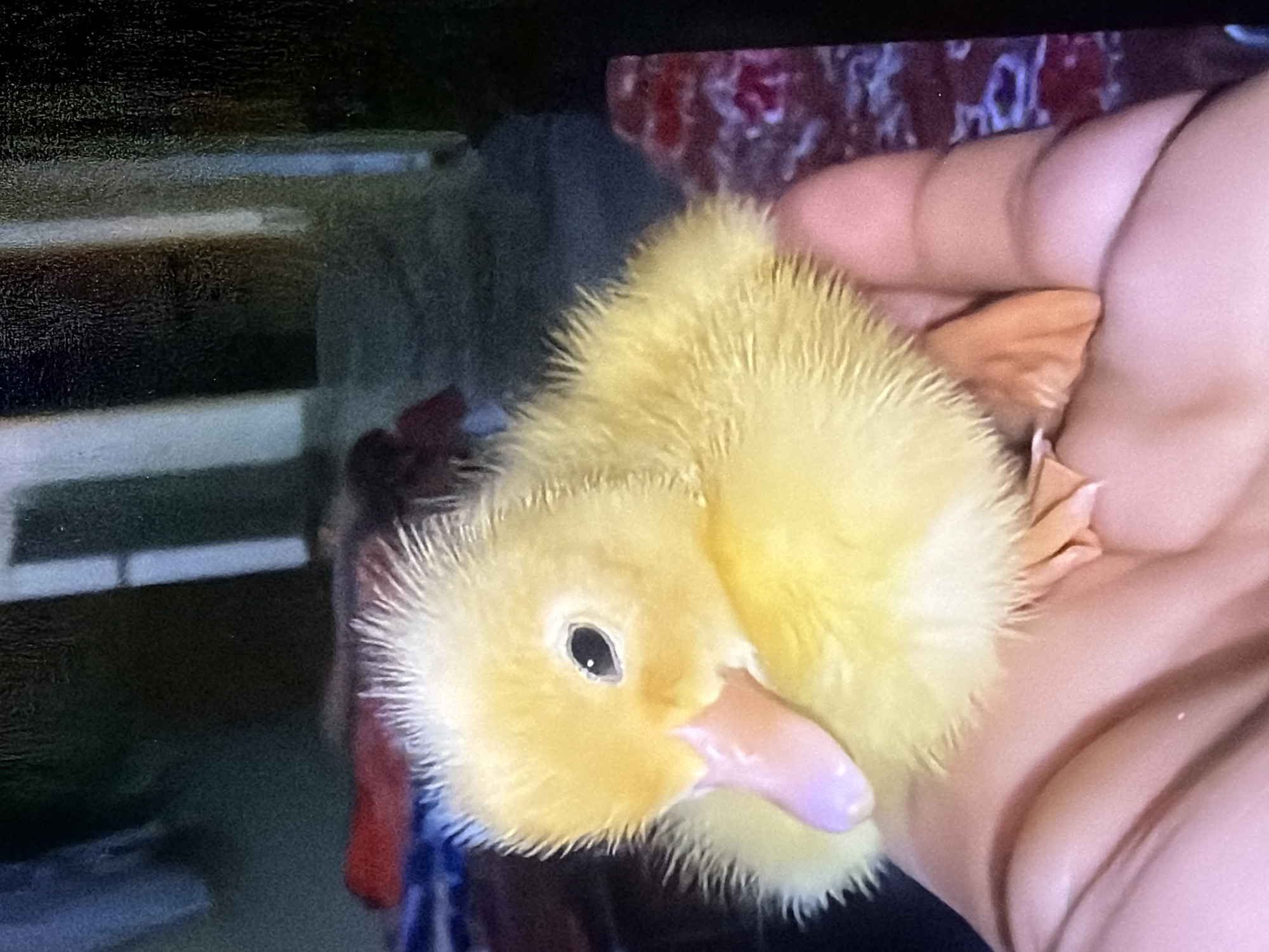 A fluffy yellow duckling is held in a person's hand. The duckling is facing left, with its head tilted downwards. Its beak is pink and purple, and its eye is black. The duckling's body is covered in soft downy feathers, and its feet are orange. The hand holding the duckling is light-skinned. The background is dark and blurry, with hints of red and blue fabric, and vertical white lines that could be part of a window frame or blinds. The scene appears to be indoors, possibly in a residential setting within Bukuru, Nigeria.