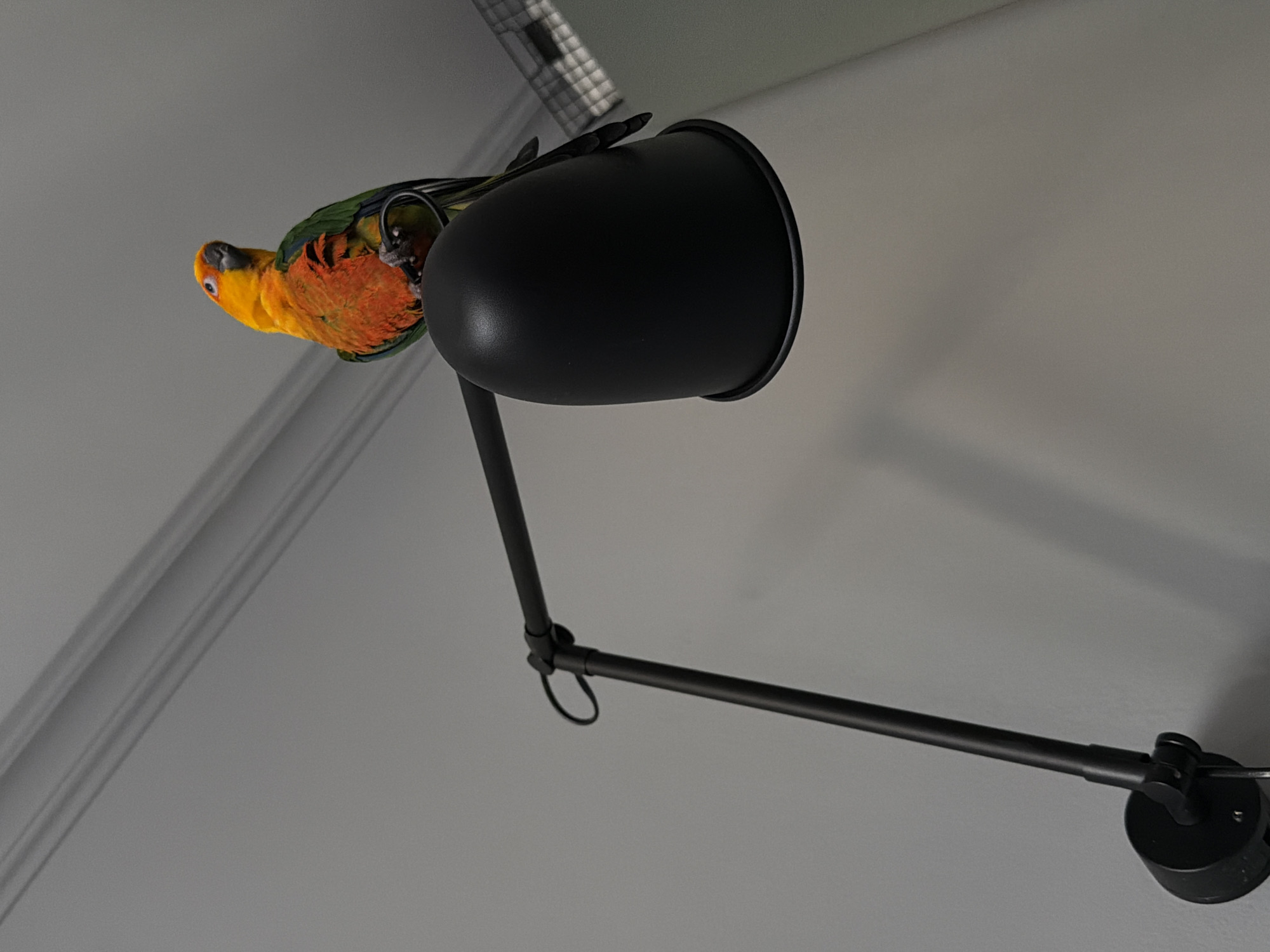 A brightly colored parrot perches atop a black adjustable desk lamp attached to a light gray wall. The lamp is positioned so the light would shine from above and to the right, with the bird directly on the lamp head. The parrot is primarily orange and yellow, with some green and black feathers. The background is out of focus and the room is well lit. There is no indication of the location in the city of Khimki, Russia.
