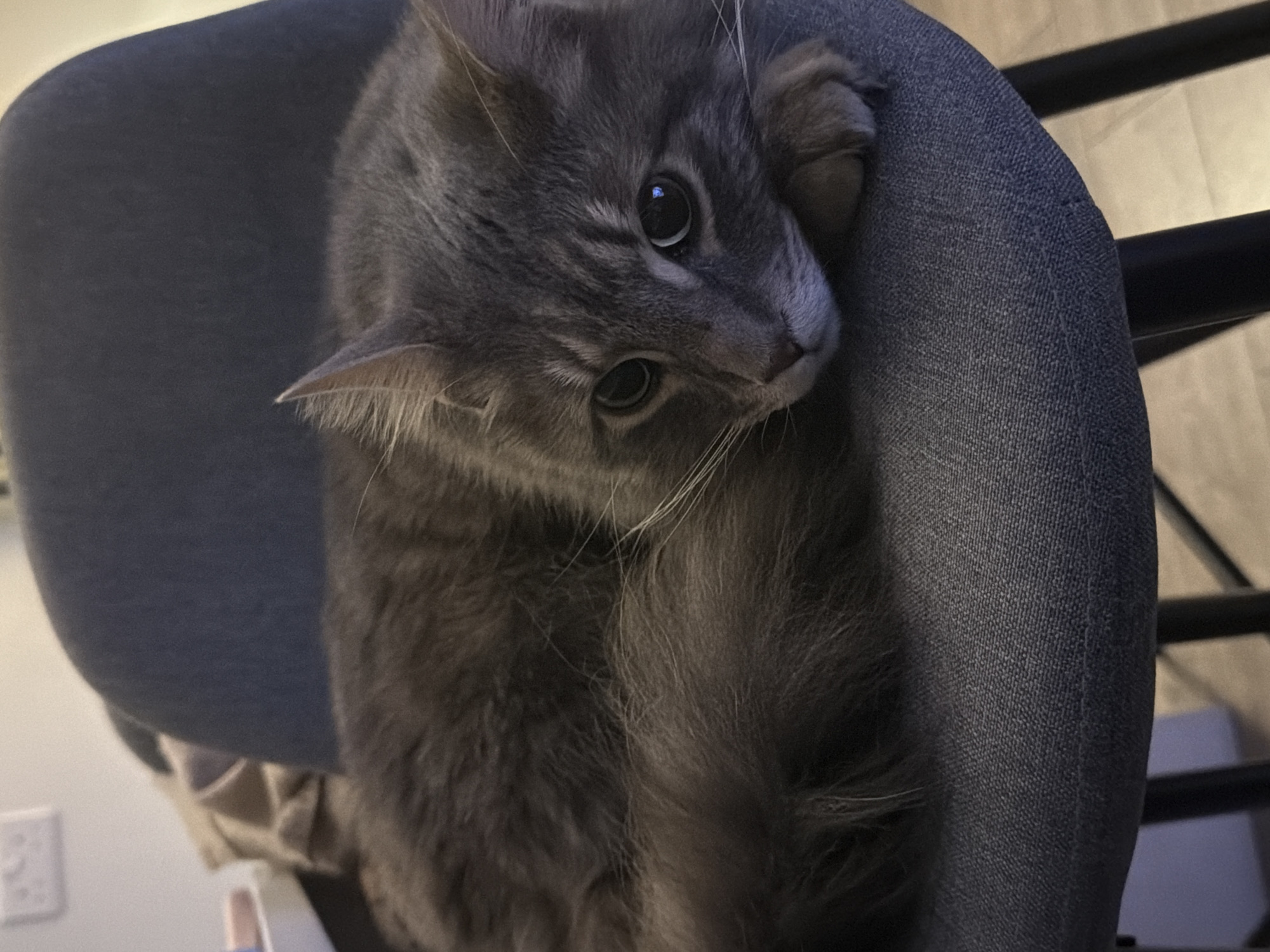 A gray tabby cat is the central subject of this close-up, indoor photograph. The cat is positioned on a dark gray or blue padded chair, likely resting its head and front paws over the backrest, with its body mostly obscured by the chair. Its fur is a mix of various shades of gray, displaying a subtle tabby pattern, and appears soft and fluffy. The cat's head is tilted to the viewer's left, with its large, round, dark eyes reflecting a glint of light, suggesting alertness and curiosity. Prominent white whiskers fan out from its muzzle. One ear is clearly visible, pointed upwards, while the other is partially hidden by its position on the chair. The cat's expression appears calm and observant, as if looking at something just outside the frame.
The chair it rests on has a textured, woven fabric in a dark, possibly denim-like, gray or blue hue. In the background, to the left of the cat, a light-colored wall is visible, featuring a white rectangular electrical outlet or switch. Part of a dark, metallic chair frame or other furniture is discernible behind the cat and to the right. The lighting in the scene is soft and diffused, characteristic of indoor conditions, creating slight shadows and highlighting the cat's fur texture. There is no visible text in the image. The overall impression is one of domestic tranquility and feline grace, captured in a moment of quiet contemplation.