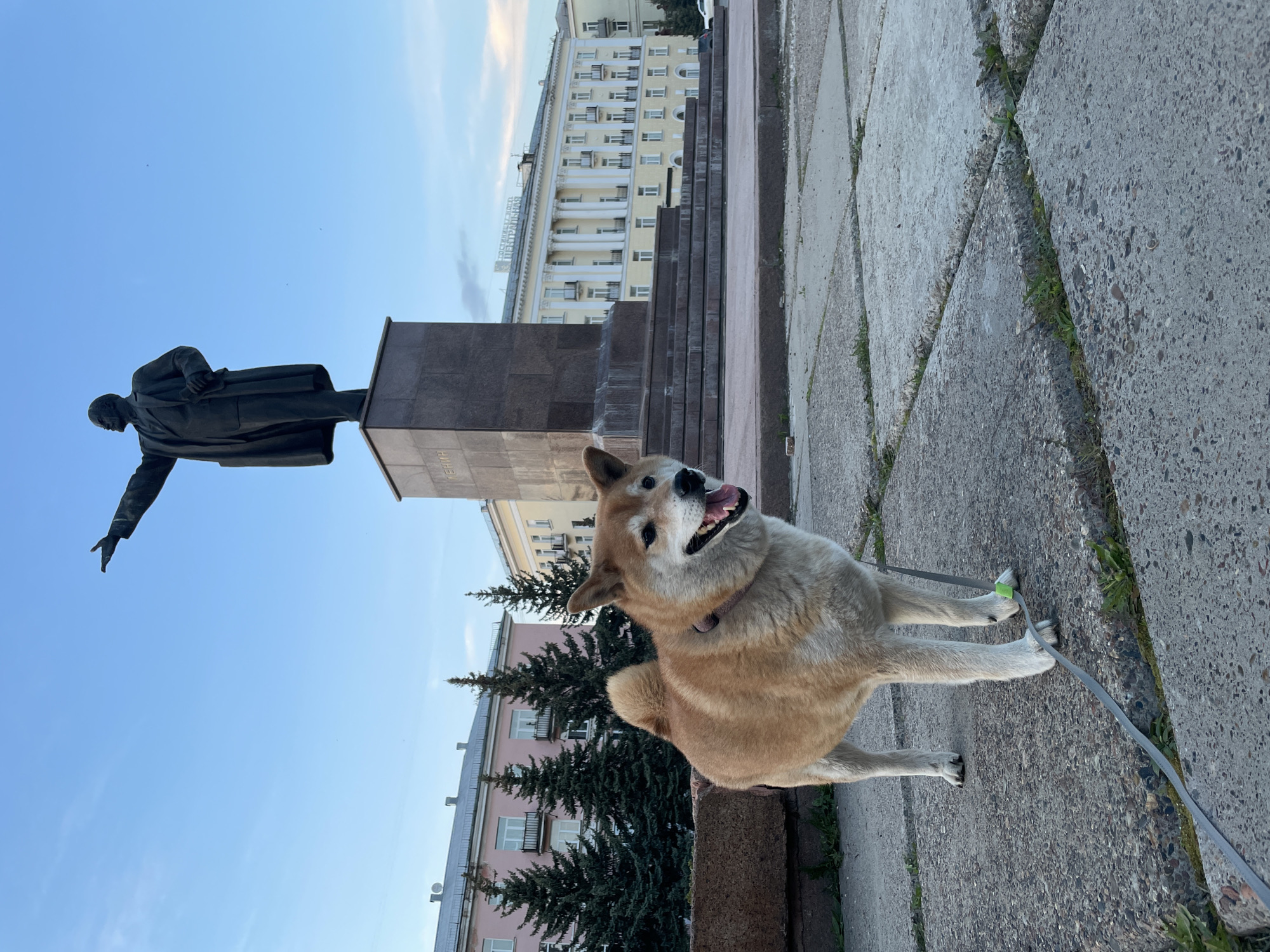 The image shows a medium-sized, Shiba Inu-like dog on a leash, standing on a concrete sidewalk in front of a statue of Lenin in the city of Zheleznogorsk, Russia. The dog is panting, and its tongue is visible. The statue is situated on a raised platform made of dark stone. Behind the statue, there is a large, multi-story building with numerous windows and a stepped facade. To the left, some evergreen trees are visible. The sky is light blue with hints of clouds near the horizon. The sidewalk is made of large, irregular concrete slabs.