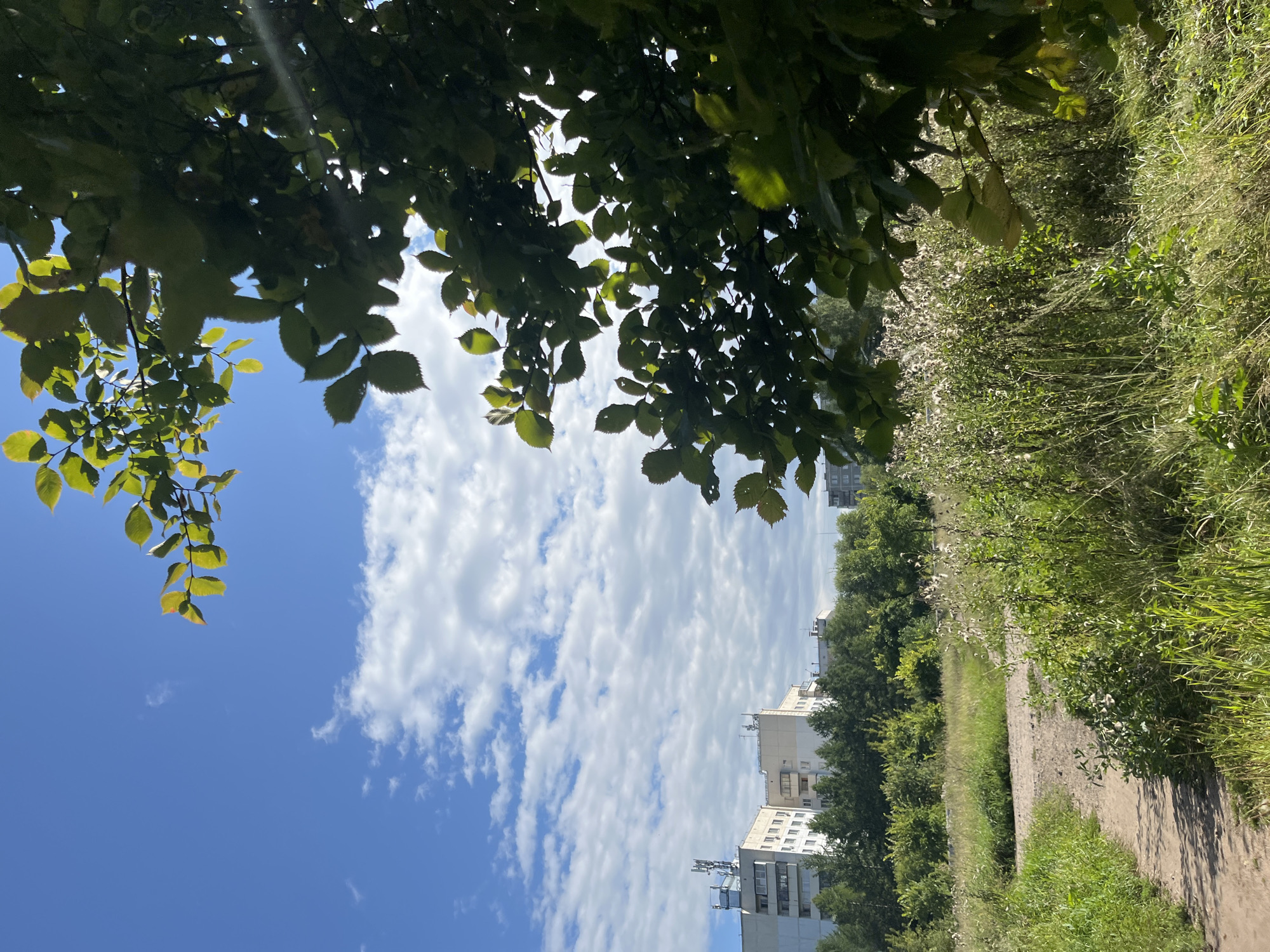 A dirt path winds through tall grass and wildflowers. In the distance, apartment buildings with satellite dishes are visible, bordered by a line of trees. The sky above is a vibrant blue, dotted with fluffy white clouds. A tree with dark green leaves partially obscures the top right corner of the frame, with sunlight filtering through its branches. The scene appears to be an undeveloped area on the outskirts of a city.