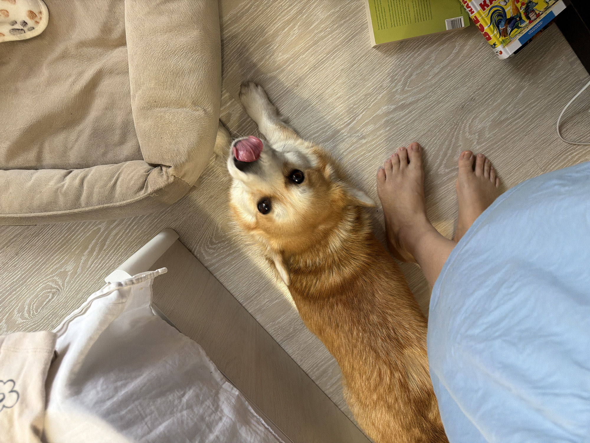 A high-angle shot shows a corgi dog lying on a light-colored, wood-patterned floor indoors. The dog is positioned near a beige dog bed on the left, its head tilted up and tongue sticking out. To the right of the dog, bare human feet are visible, partly obscured by a person wearing a light blue garment. Two books are partially visible near the top right, one green and the other with an image of a rooster. A white object with fabric is visible in the lower-left corner. The location is Chaikovsky, Russia.