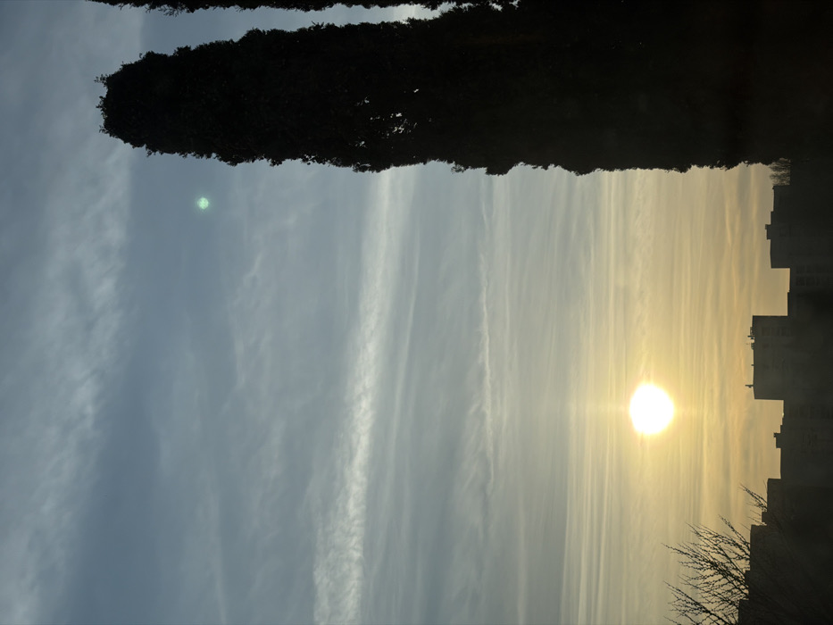 A forensic examination of the image reveals an outdoor scene depicting a sunrise or sunset over Champs-sur-Marne, France. The sky dominates the upper two-thirds of the frame, displaying horizontal streaky cloud formations against a gradient transitioning from light blue at the top to a warm yellow-orange closer to the horizon. A bright, distinct circular sun is positioned in the lower-left sky, emitting a vertical light streak upwards. A faint green lens flare is visible in the upper-right quadrant of the sky. In the foreground, silhouetted against the sky, are several multi-story buildings forming a dark, irregular line along the lower horizon. To the right, two tall, slender, dark coniferous trees, likely cypresses, extend vertically from the bottom edge towards the top, partially obscuring the sky. A section of a bare deciduous tree or shrub with fine branches is visible in silhouette at the lower-left corner. No people, specific actions, or interactions are discernible within the frame.