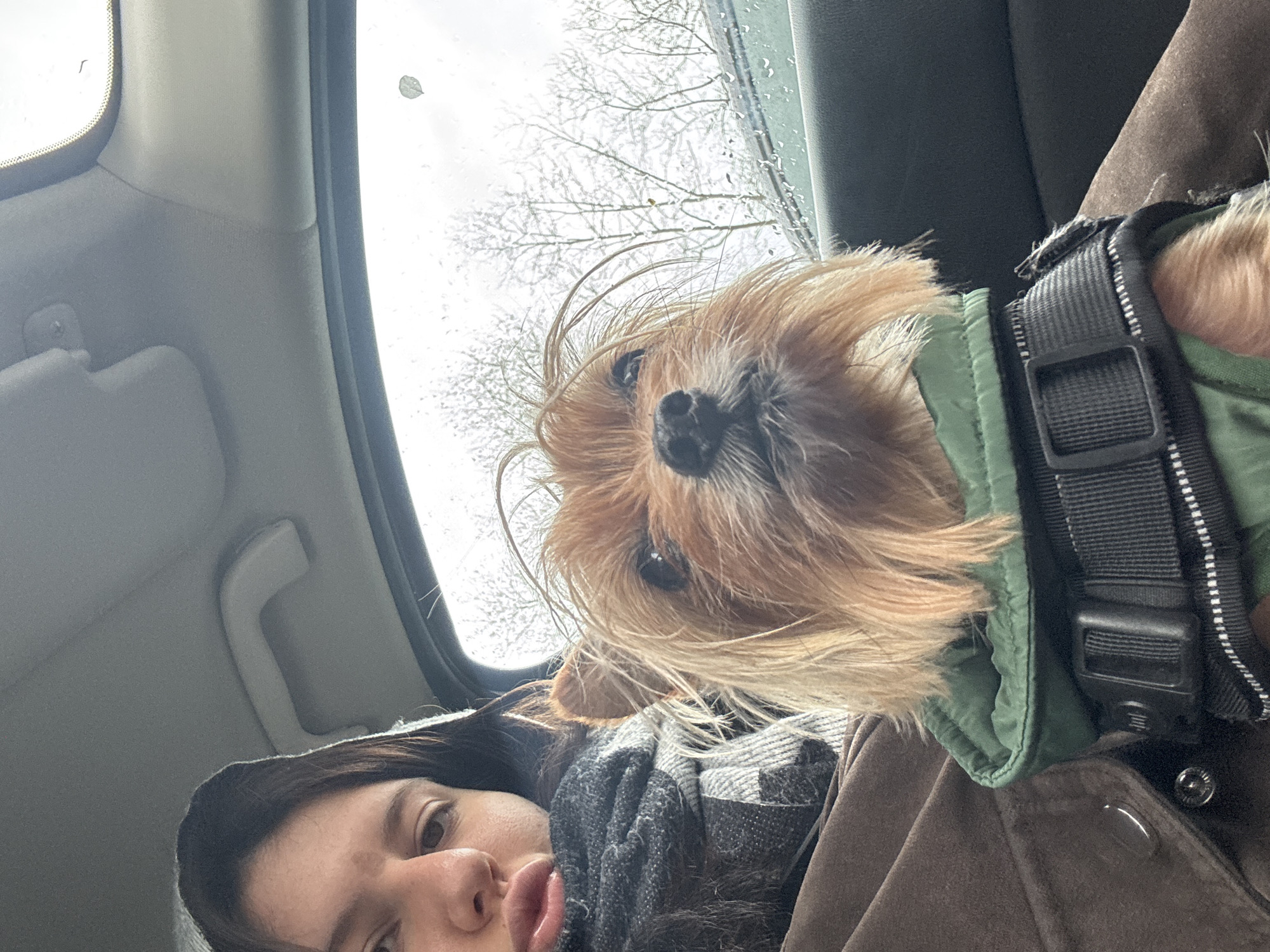 The image captures a close-up, low-angle shot taken inside a car, featuring a person and a small dog. The setting is Burgas, Bulgaria, though no specific landmarks are visible beyond the car's interior and a glimpse of the outdoors.
The main subjects are a person, whose face is partially visible from the nose down on the lower left, and a small, shaggy-haired dog, likely a terrier breed, positioned in the upper right. The person has dark hair and is wearing a dark, patterned scarf and a brown jacket. Their lips are slightly puckered, suggesting a playful or informal expression.
The dog has light brown, somewhat disheveled fur and is wearing a green padded coat with a black harness over it. Its dark eyes are looking directly towards the camera, conveying a curious or alert expression. It appears to be resting on or near the person.
Through the car window in the upper background, an overcast sky and the bare, leafless branches of trees are visible, indicating a cooler season such as late autumn, winter, or early spring. Raindrops or condensation are present on the wet window surface, suggesting damp weather. A small, dry leaf is also stuck to the window pane. Portions of the car's interior, including the headliner and a grab handle, are visible.
The image suggests a moment of close companionship, with the person and dog together in the car, possibly on a journey or during a stop. There is no visible text in the image.