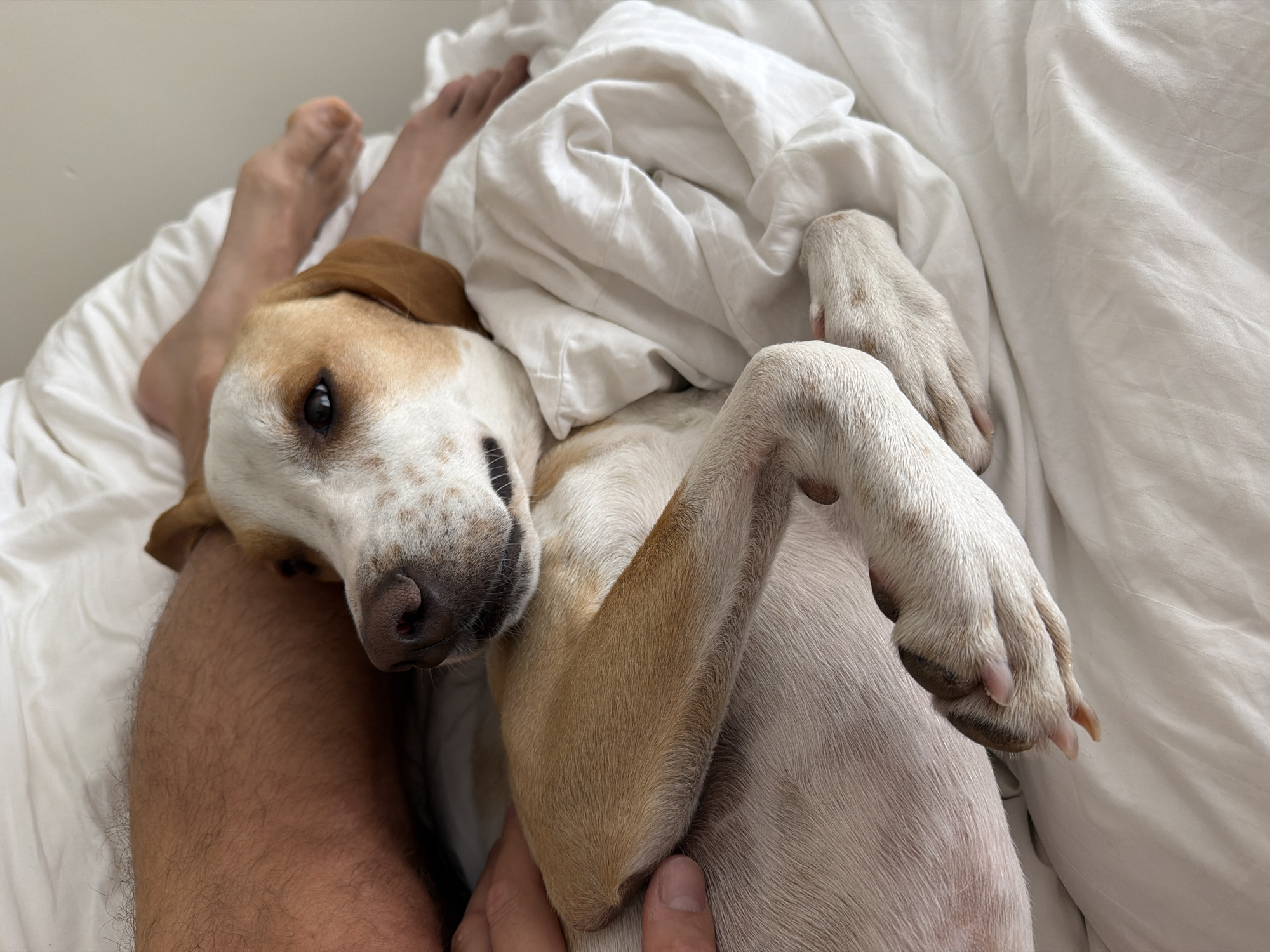 A dog is lying on a white bed next to a person. The dog has brown and white fur, with a spotted snout. The person's leg is visible. There is white bedding on the bed. The location in the city of Budva, Montenegro is not evident in the image.
