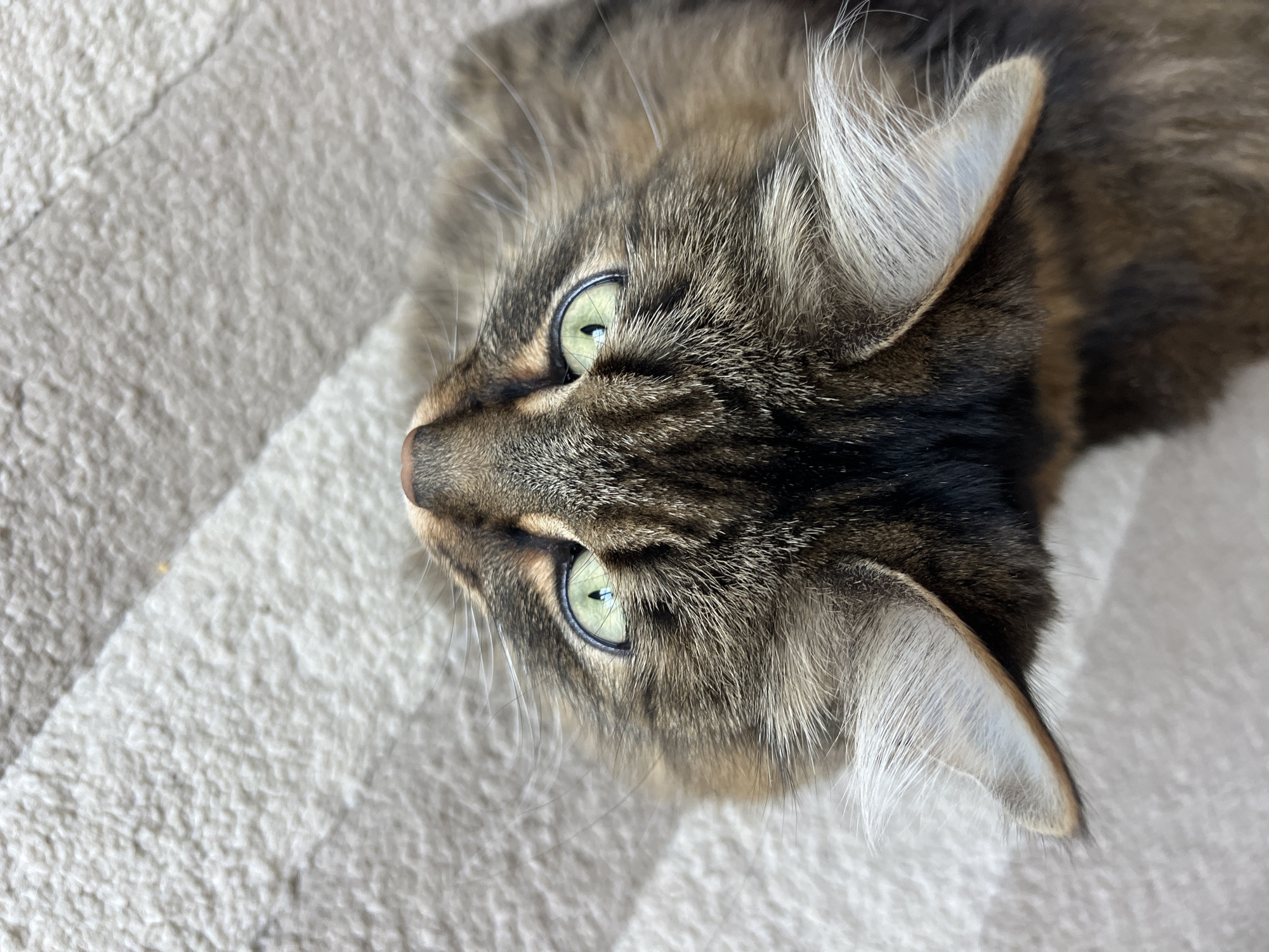 A close-up, slightly angled shot shows a tabby cat lying on a textured, light-colored surface. The cat's face is prominent, featuring green eyes, a brown nose, and a mix of brown and black fur. The cat's ears have light-colored interiors. The surrounding environment is out of focus, revealing only the texture of the surface the cat is resting on. There is no evidence of a location in the city of Chaikovsky, Russia.
