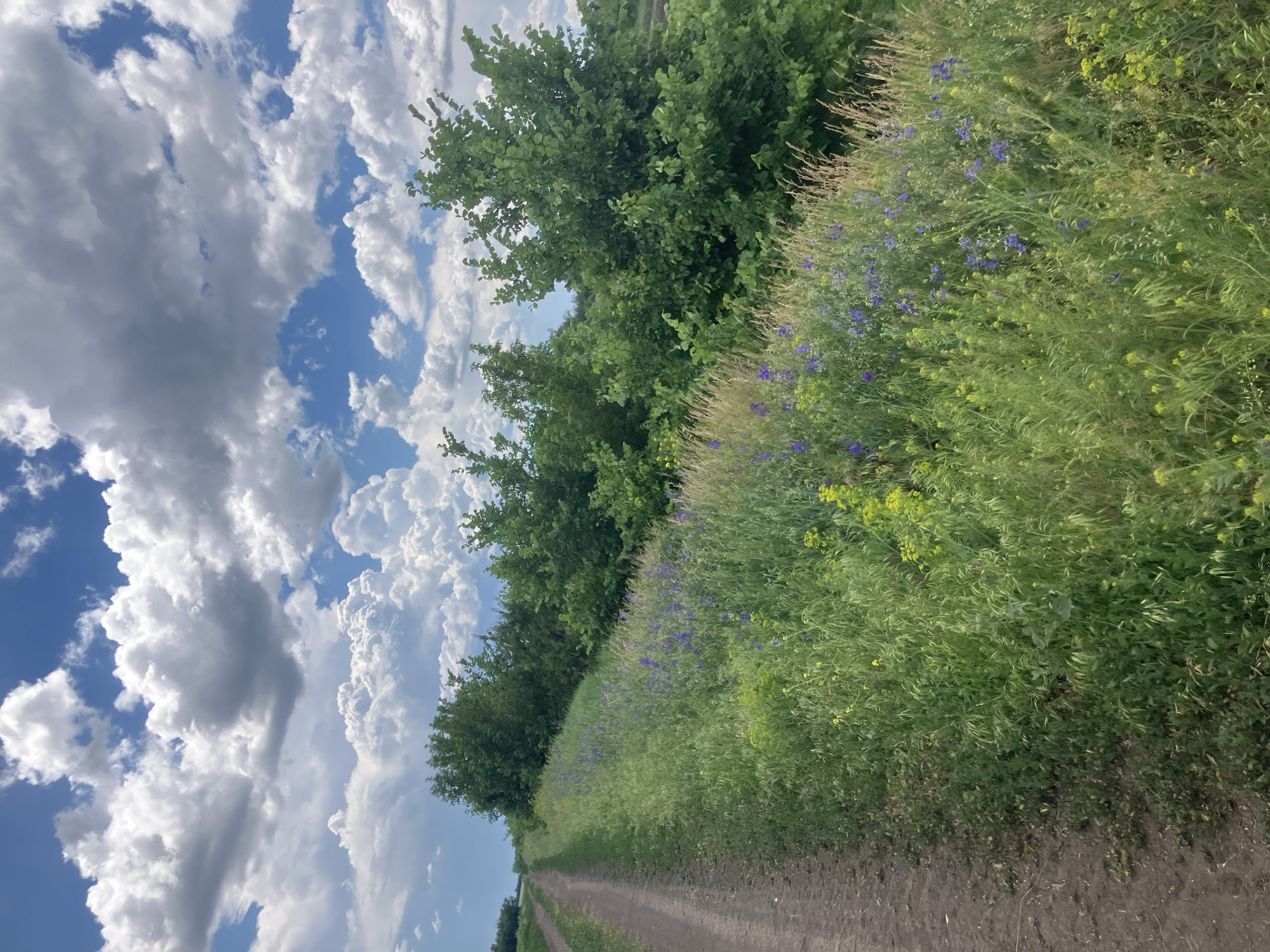 This is a landscape photograph taken outdoors, likely in Berdianka, Ukraine. The image captures a dirt road winding through a grassy field dotted with small purple and yellow wildflowers. A line of lush green trees and bushes runs along the right side of the road, bordering the field. The sky above is a vibrant blue, filled with dramatic, fluffy white and gray clouds. The overall impression is one of a natural, rural setting on a bright, cloudy day. There are no people or animals visible in the frame.