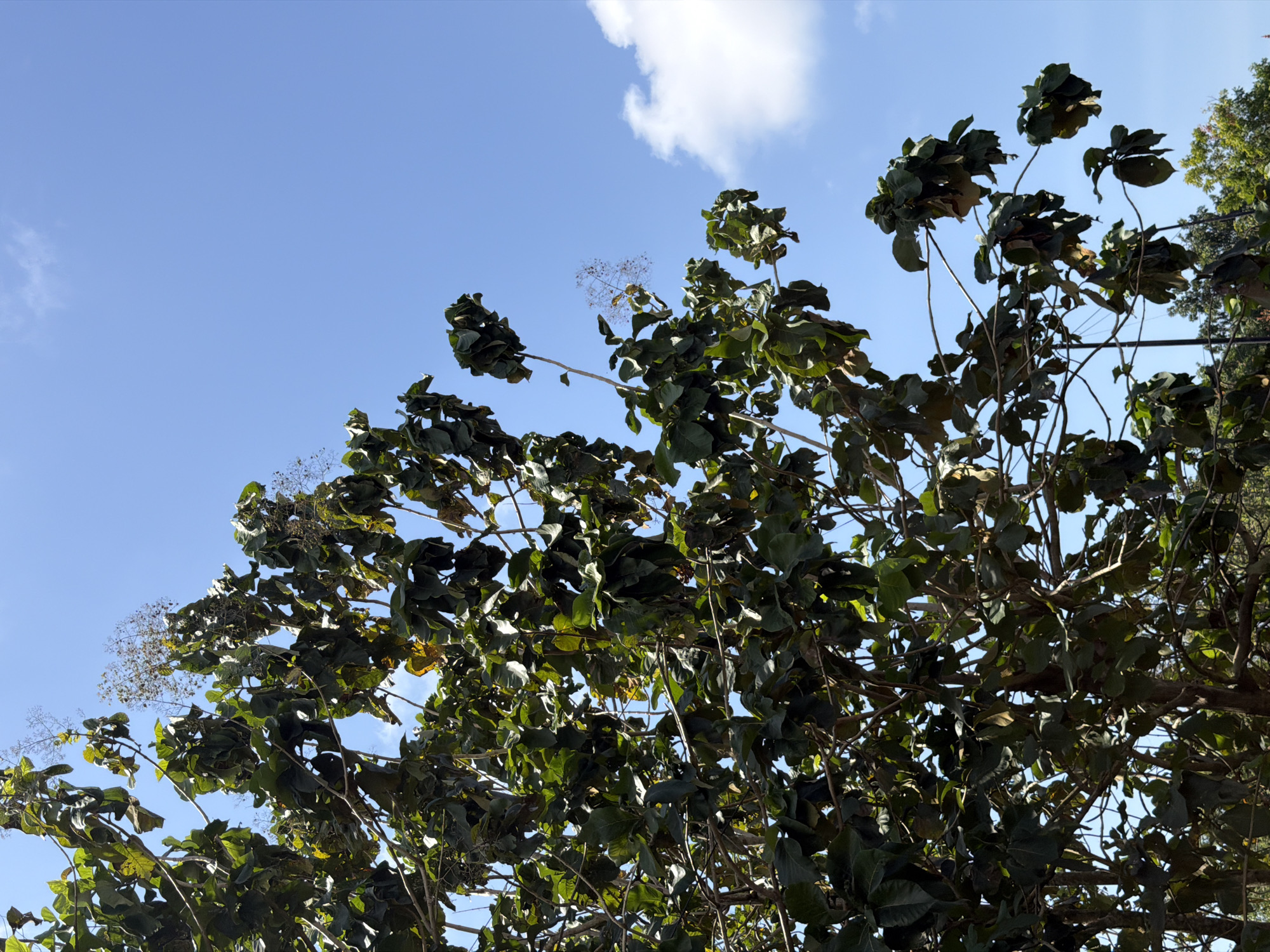 This is a medium-angle, eye-level, outdoor shot of a tree against a bright blue sky with some wispy white clouds in the background. The tree occupies the left side of the frame and extends towards the right. The leaves are a deep green, with some showing signs of wilting or drying out. The branches are visible through the foliage. The sky is clear and unobstructed except for the clouds. The scene appears to be captured during daylight hours. The image is clear and in focus, with good color saturation.