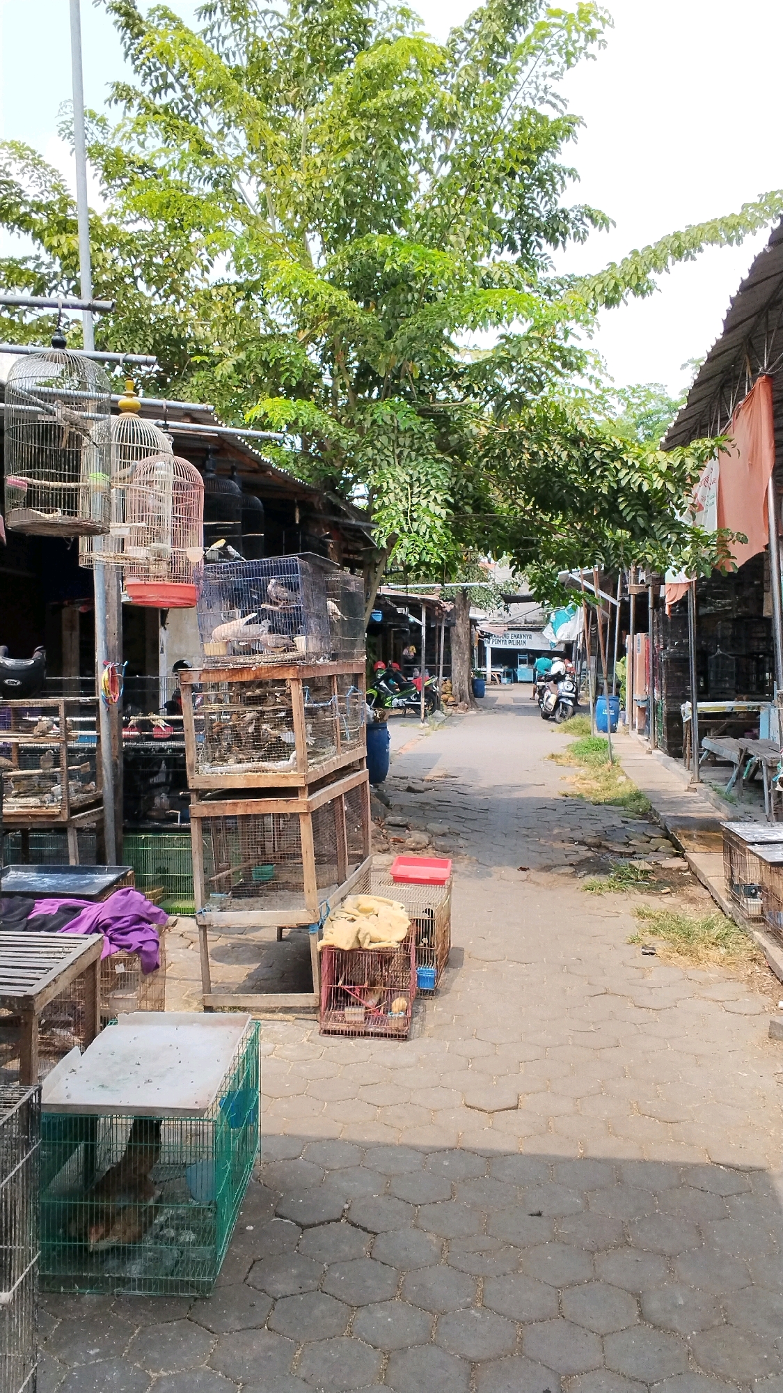 A street scene in Mojokerto, Indonesia, features a market with vendors selling birds. The foreground shows several cages containing various birds, including pigeons and what appear to be chickens. One chicken is visible in a green cage on the left, while other cages further back contain numerous small birds. The market stalls are simple structures with corrugated metal roofs and open fronts. Trees with lush green foliage provide shade over the pathway. In the background, a few motorcycles and people are present, suggesting ongoing market activity. The pathway is paved with hexagonal gray stones, and the overall impression is of a bustling outdoor market in a tropical environment.