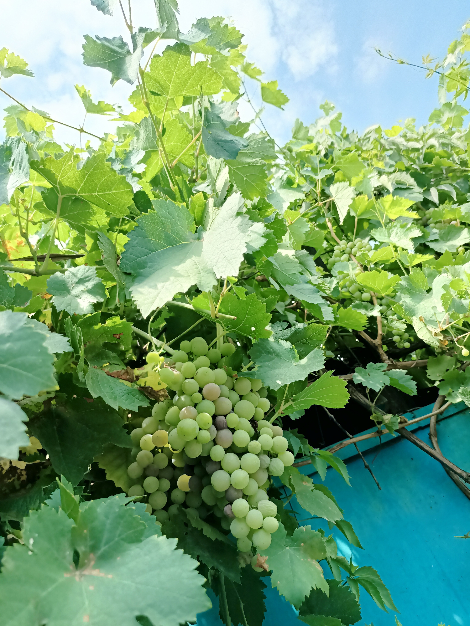 A close-up, low-angle shot captures a cluster of ripening green grapes hanging from a vine, interspersed with lush green leaves. The grapes vary in color from light green to a pale yellowish-green, with some showing hints of pink or purple. The vine is set against a bright blue sky with scattered white clouds. In the background, a portion of a teal-colored surface, possibly a wall or roof, is visible. The image appears to be taken outdoors on a sunny day. There are no people or animals visible in the frame. The scene depicts a natural setting, likely a garden or vineyard, possibly within the city of Almaty, Kazakhstan, where such cultivation is common.