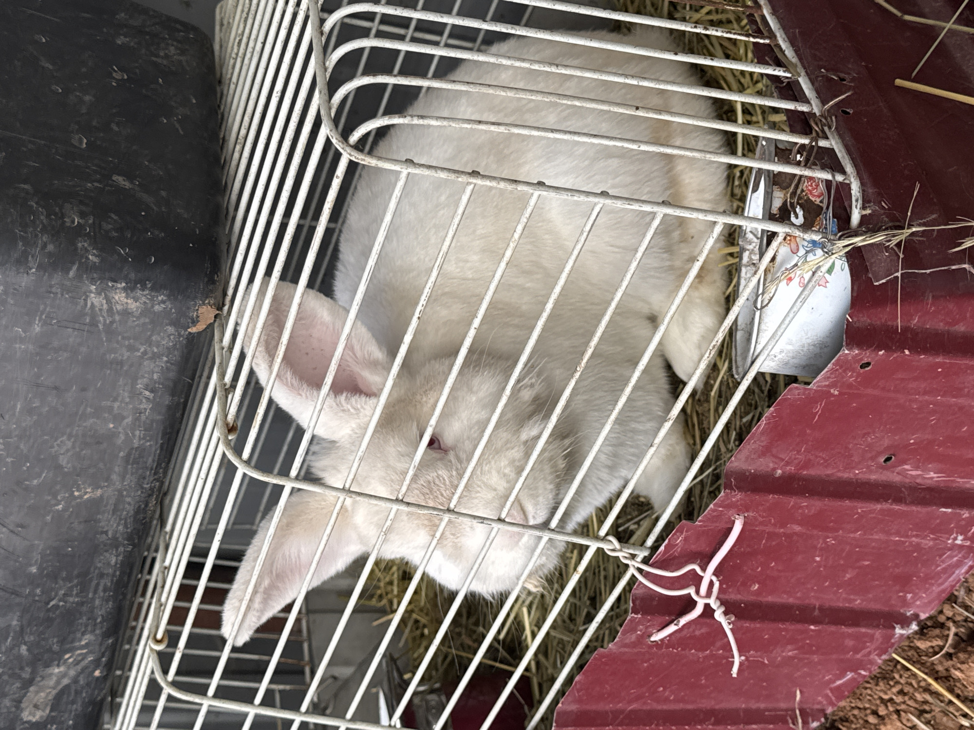A white rabbit is confined in a wire cage. The cage contains hay on the bottom and is situated next to a black container and a piece of corrugated, red material. The location is Probuzhdenie, Russia.