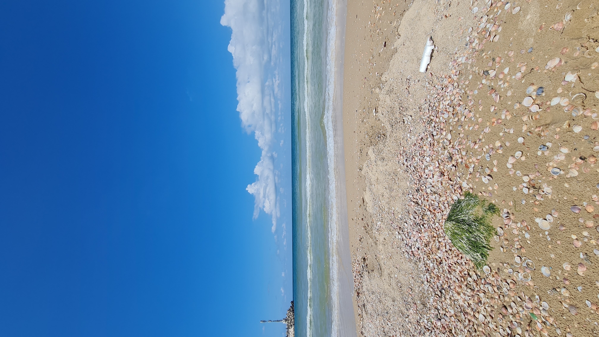 This landscape image shows a beach with shells. A strip of ocean is flanked by bright blue sky to its left. Clouds stretch above the ocean strip. To the right is a wide tan beach strewn with shells. Green seaweed lies on the beach in the foreground, and a white plastic object is visible further in the distance. The location is Unknown, Unknown.