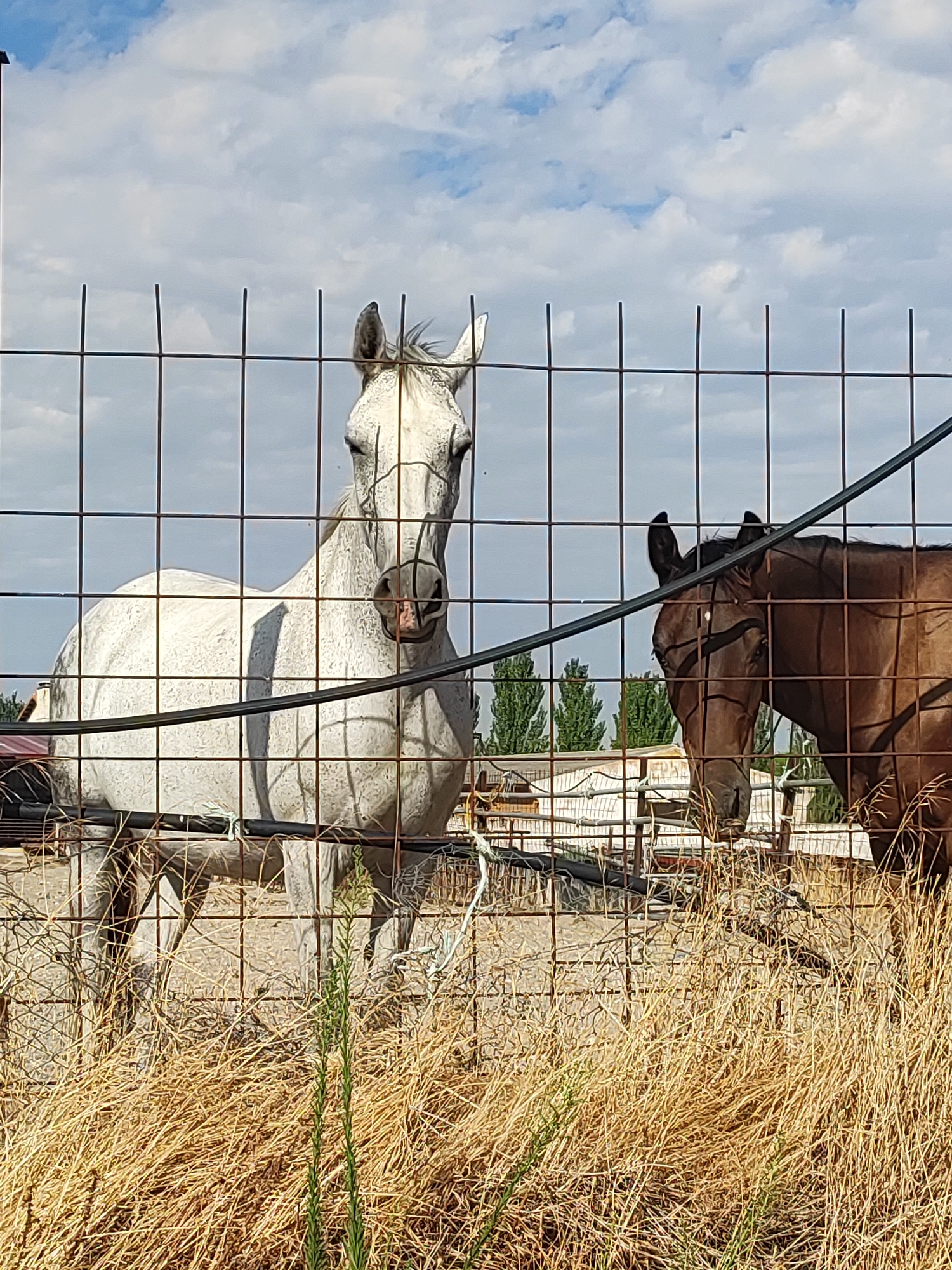 The image depicts two horses behind a wire fence in Traspinedo, Spain. In the foreground, dry, golden grass grows tall. A white horse stands to the left, facing forward and looking directly at the camera, its head and upper body visible through the fence. To its right and slightly behind, a dark brown horse is partially visible, also behind the fence, with its head turned slightly away from the camera. The background shows more dry grass, some structures, and trees under a sky with scattered white clouds. The fence consists of thin, vertical metal posts with horizontal wires crisscrossing the frame.
